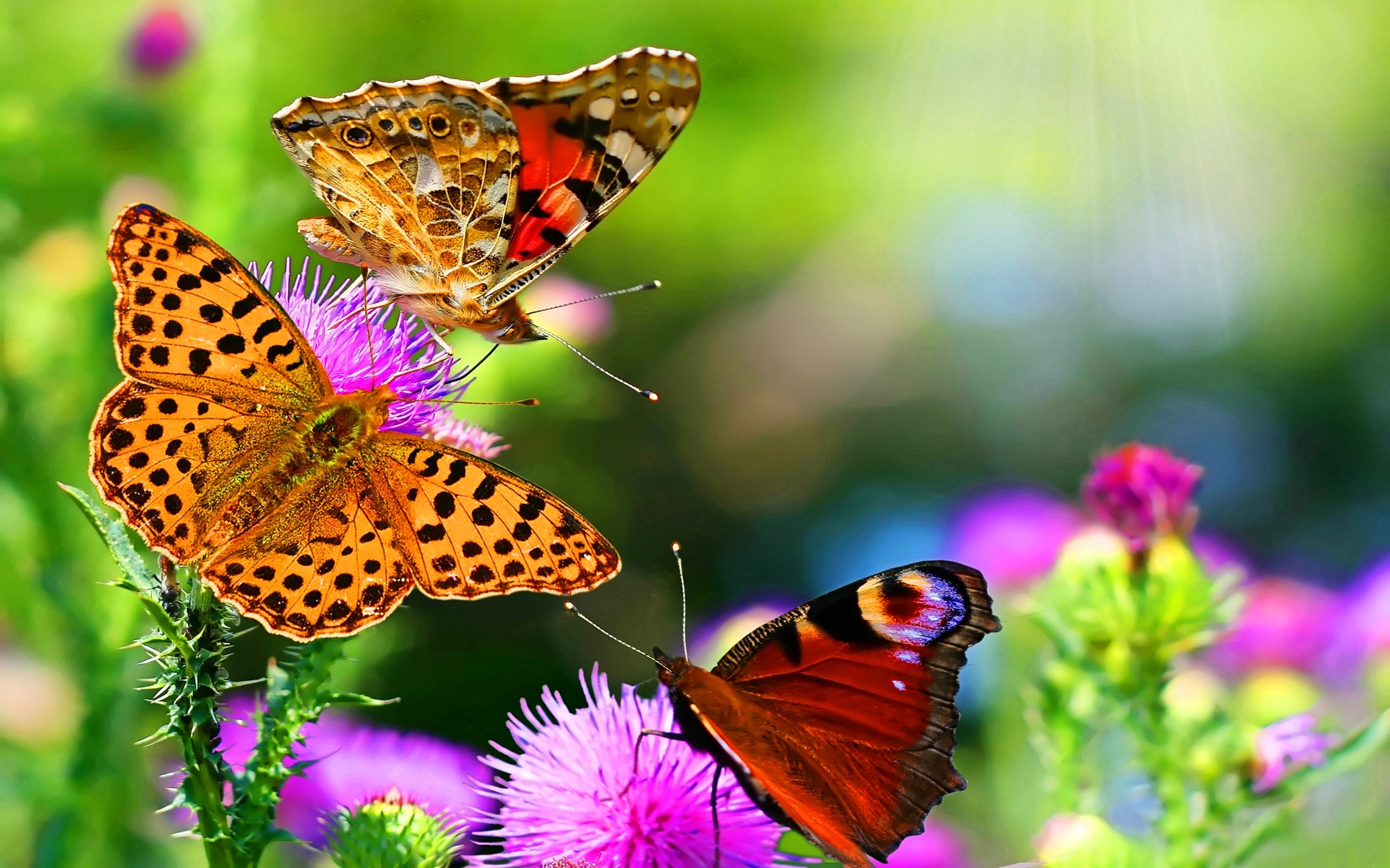 General 2560x1600 butterfly animals insect colorful wildlife flowers pink flowers plants