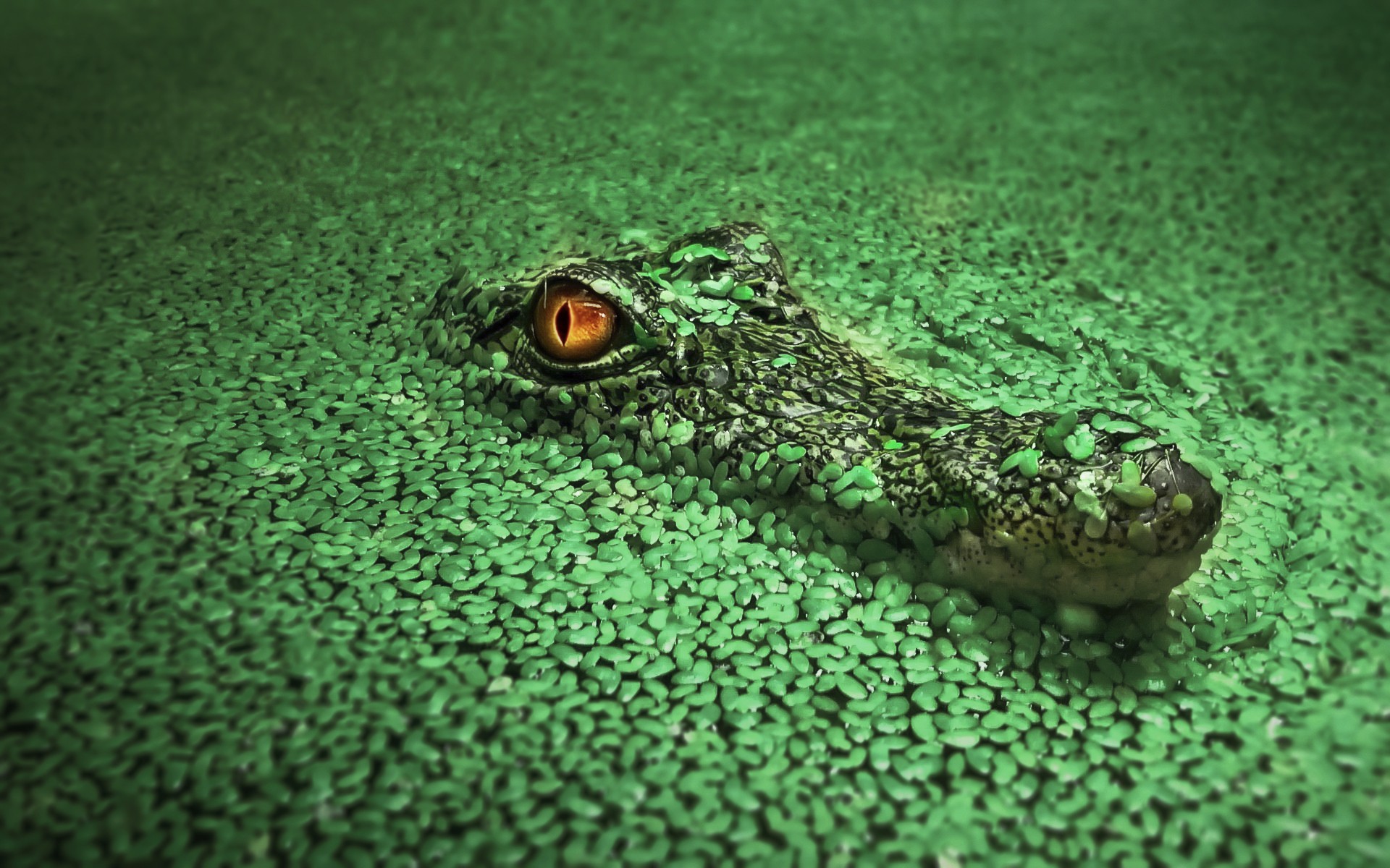 General 1920x1200 crocodiles animals green wildlife animal eyes reptiles closeup
