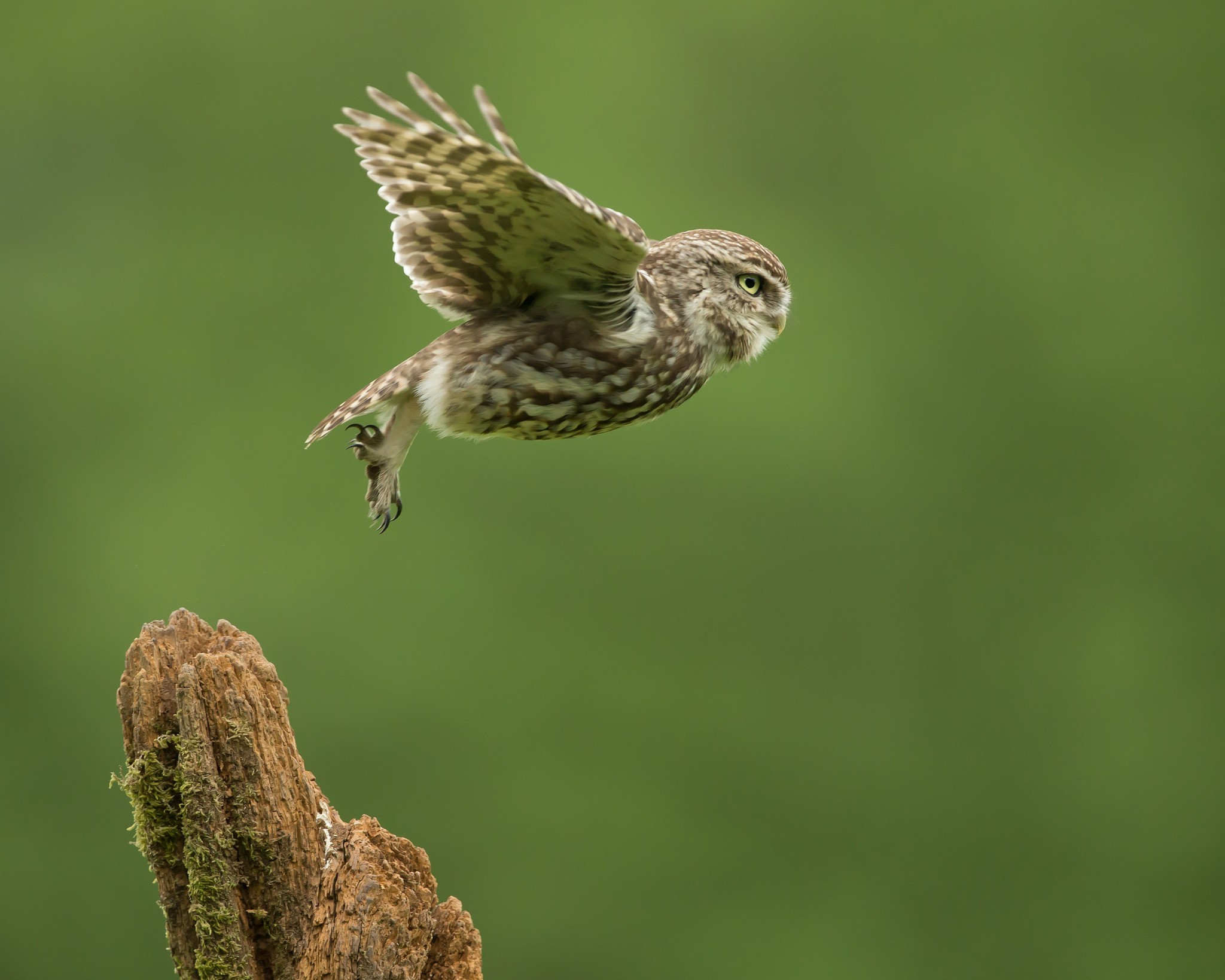 General 2048x1638 photography birds owl take-off macro animals green background wings flying