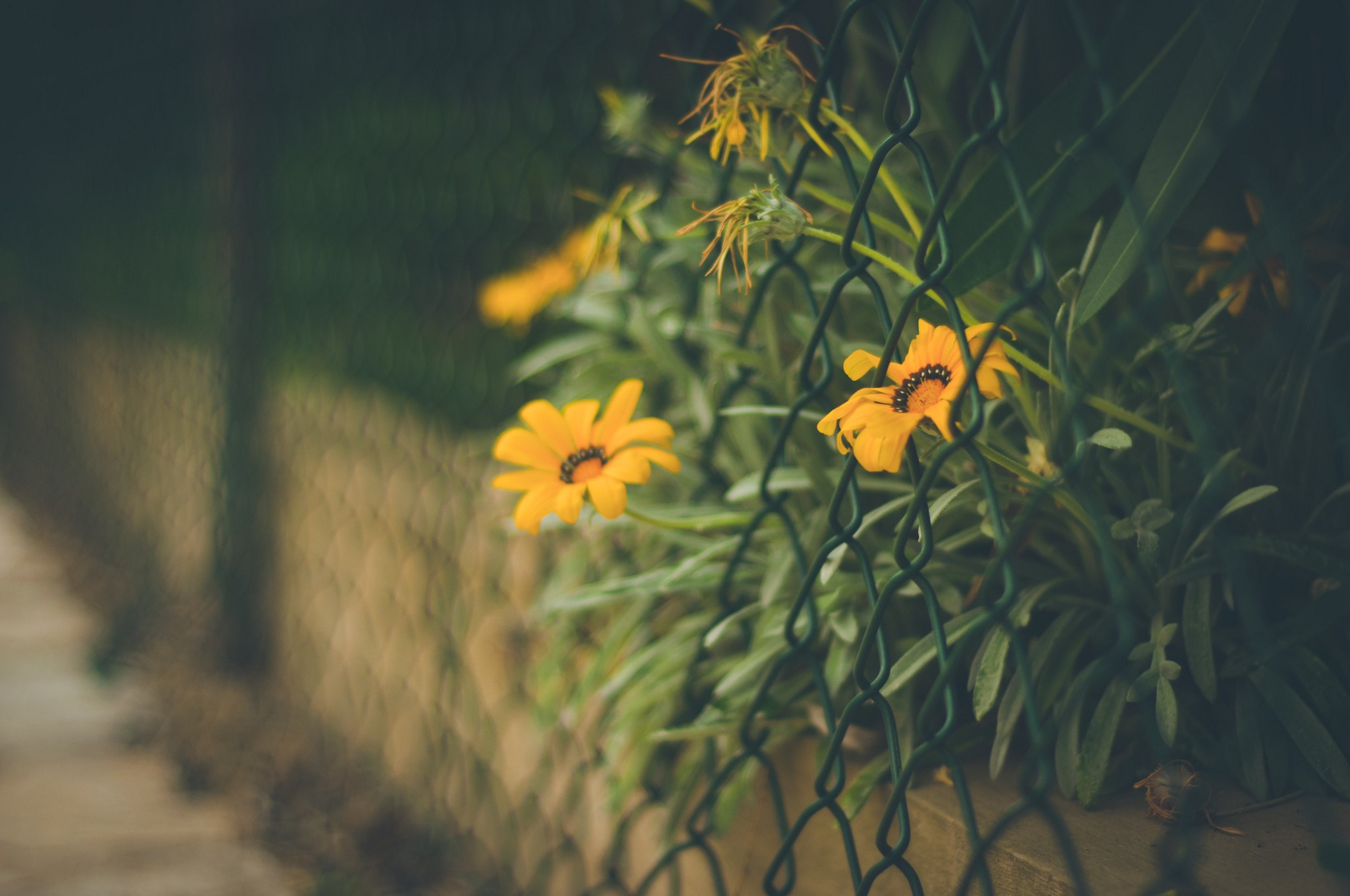 General 2048x1360 flowers plants fence yellow flowers outdoors