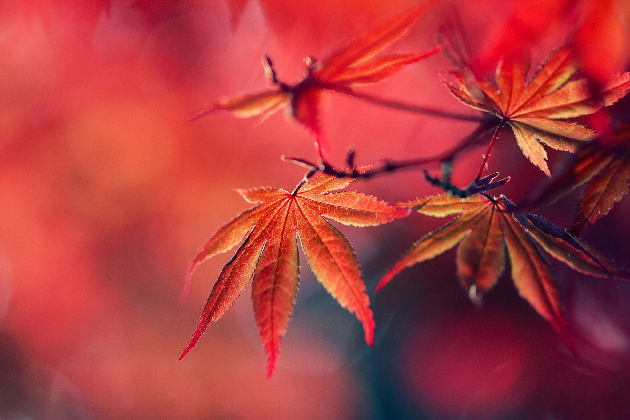 General 2048x1365 plants macro leaves red leaves fall red red background