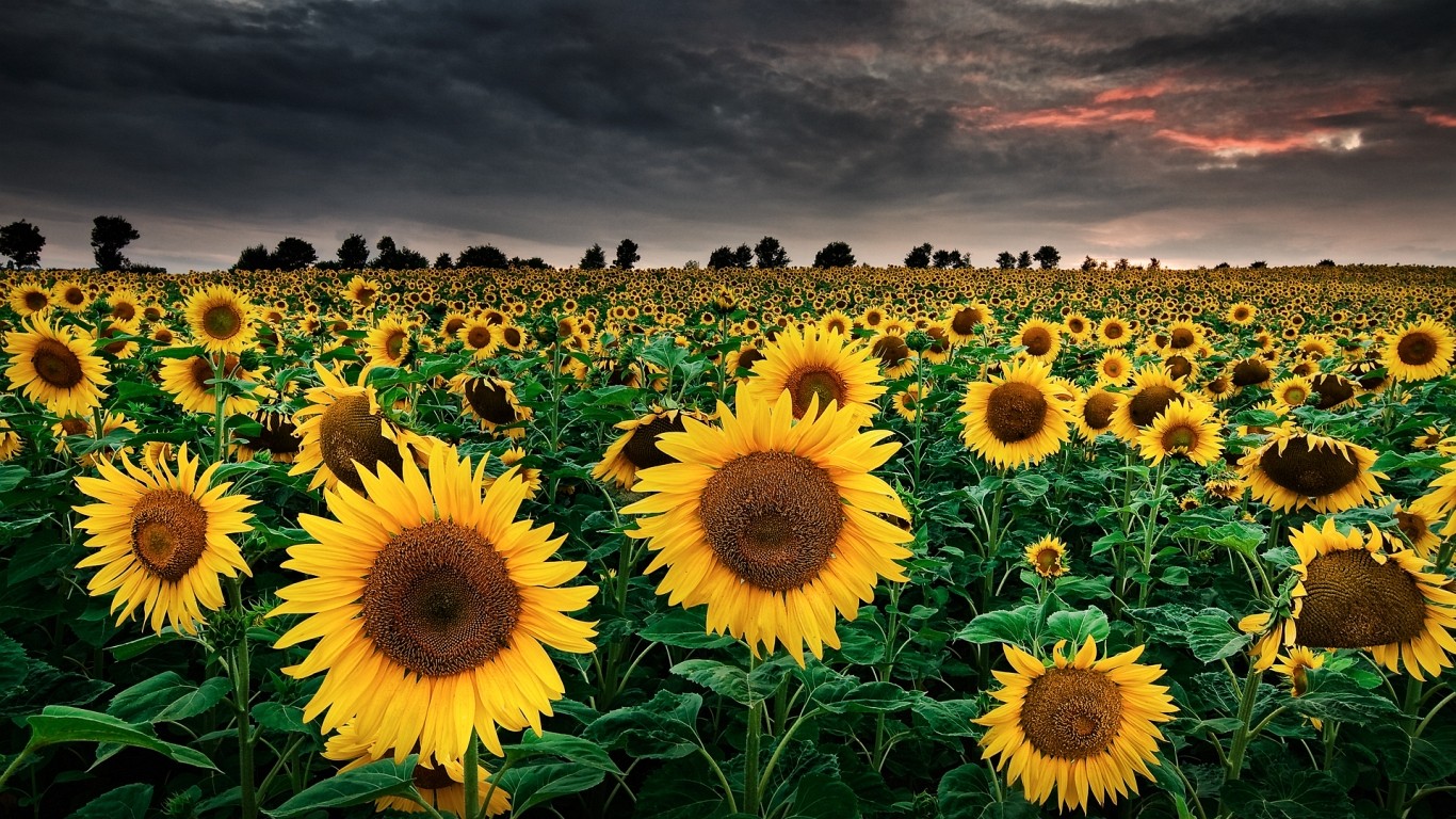 General 1366x768 sunflowers sky field landscape Agro (Plants) plants