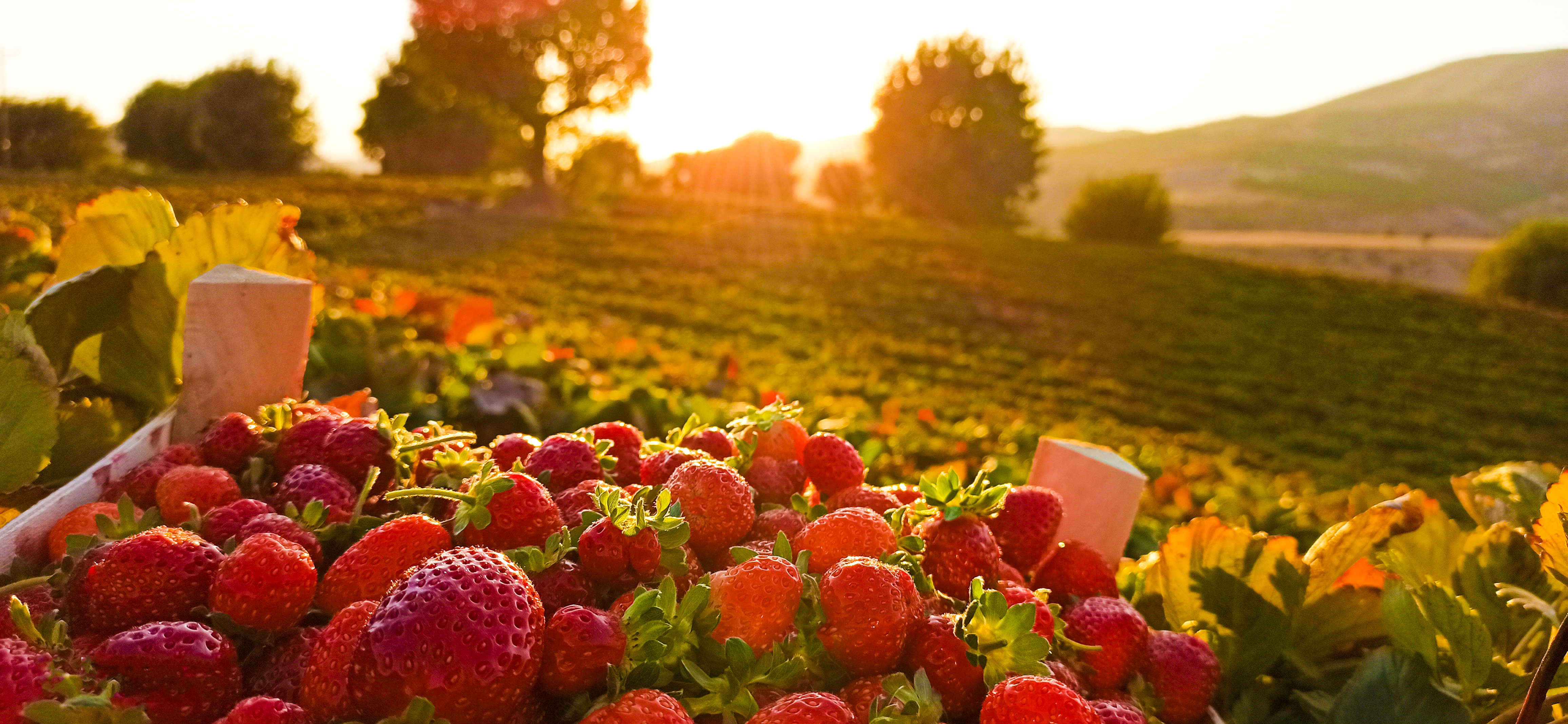 General 4624x2136 strawberries nature plants fruit field sunlight trees leaves closeup blurred blurry background sunset sunset glow