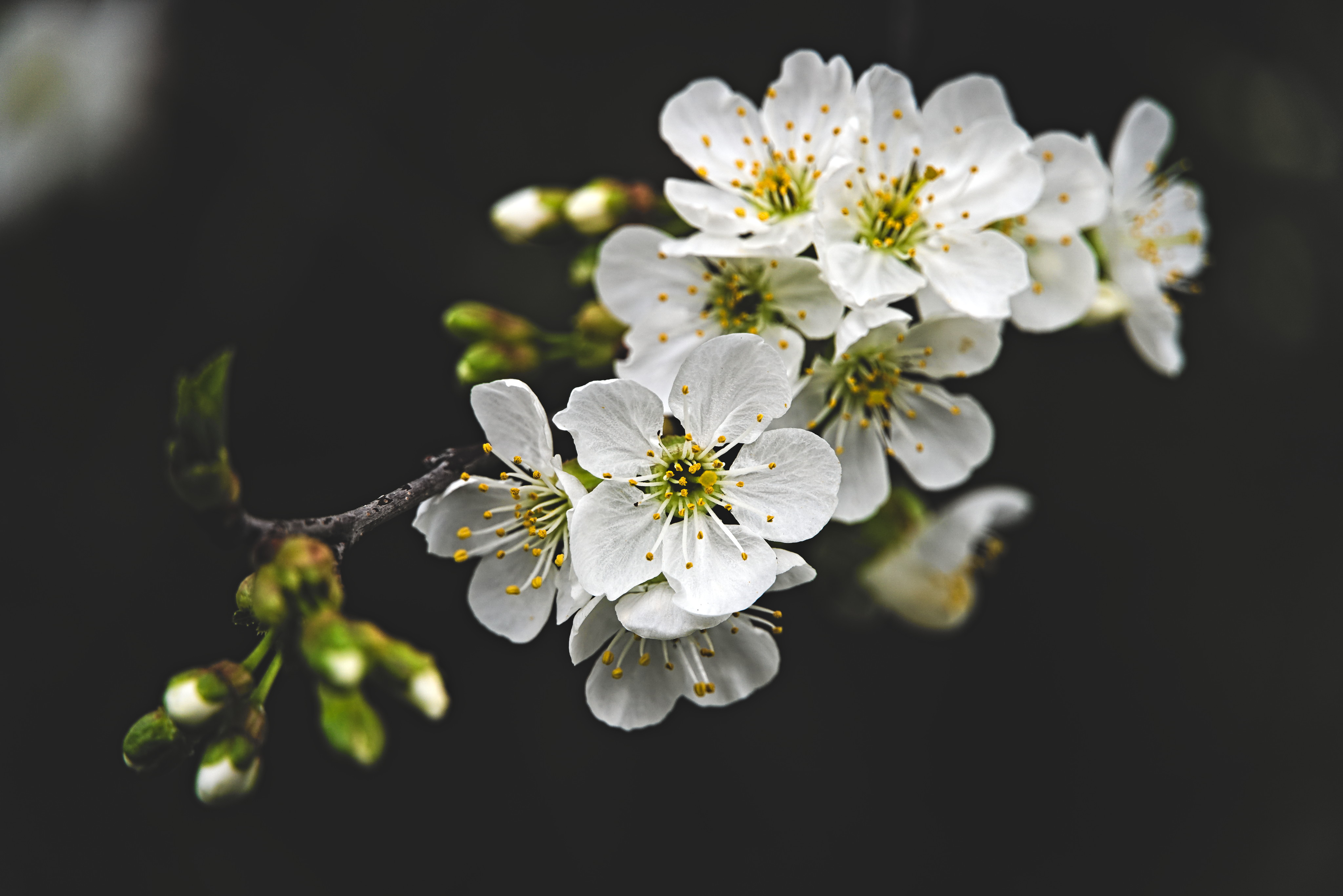 General 4096x2734 flowers Plum blossom nature photography depth of field
