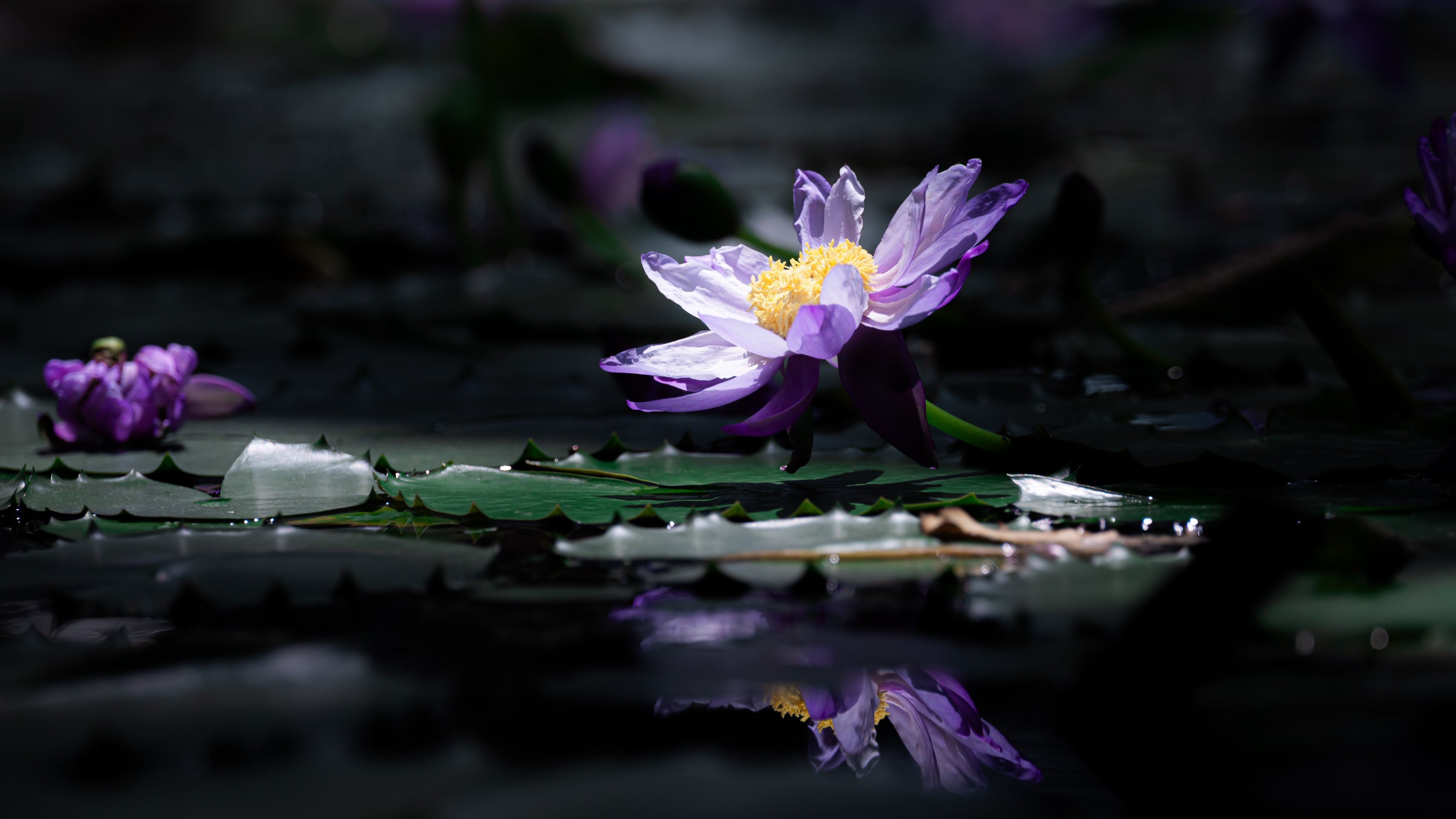 General 4096x2304 Okayu photography nature flowers reflection water lilies blurry background closeup