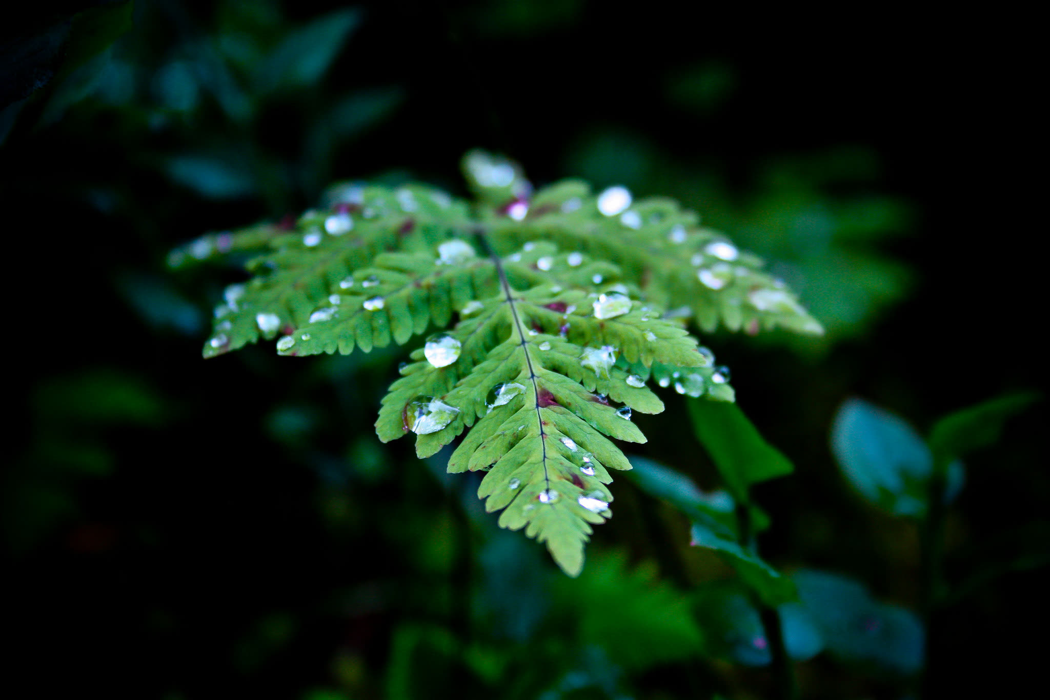 General 2048x1365 plants leaves water drops outdoors closeup nature