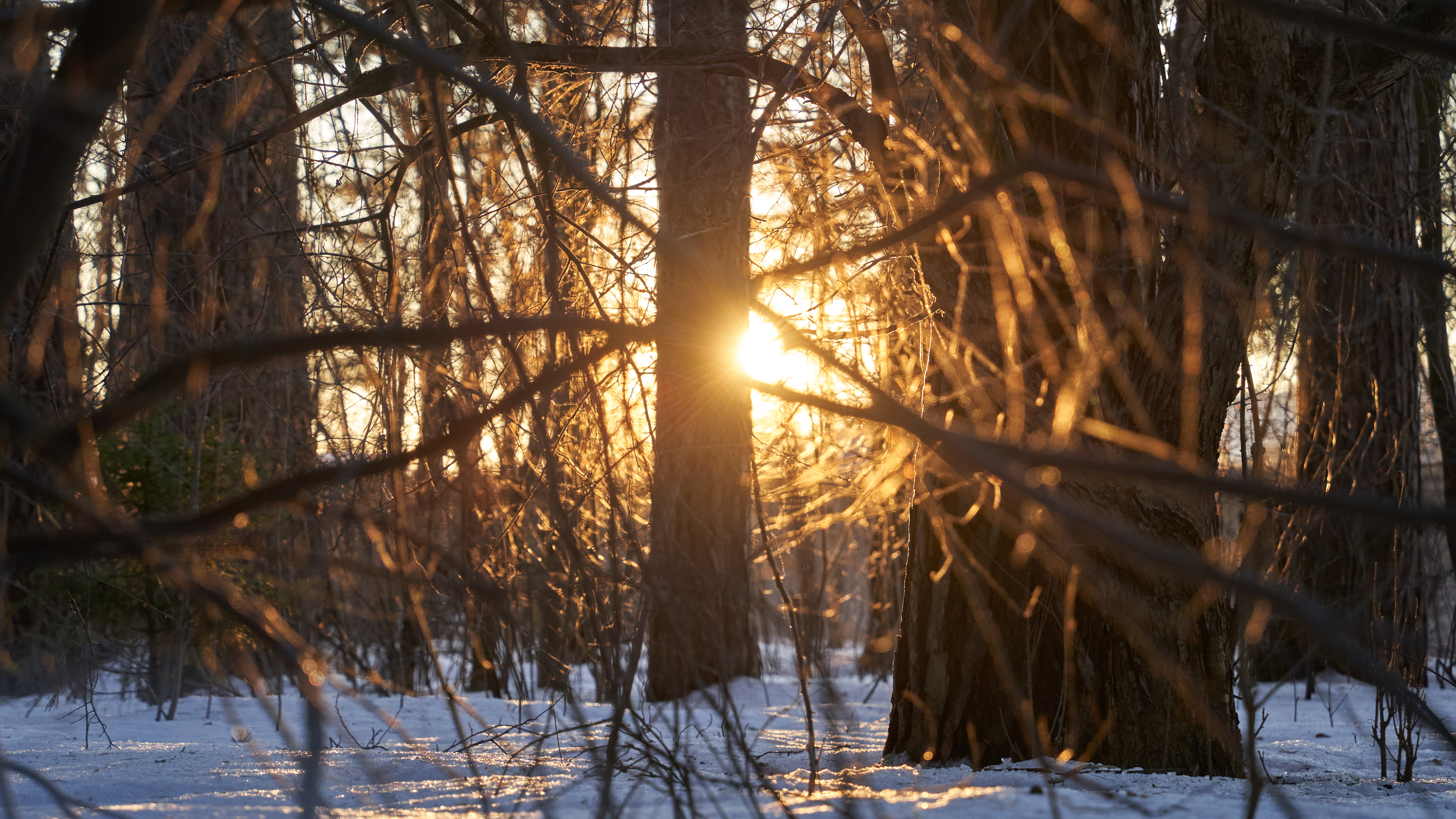 General 5751x3235 sunset winter snow trees Russia Sun sunset glow branch