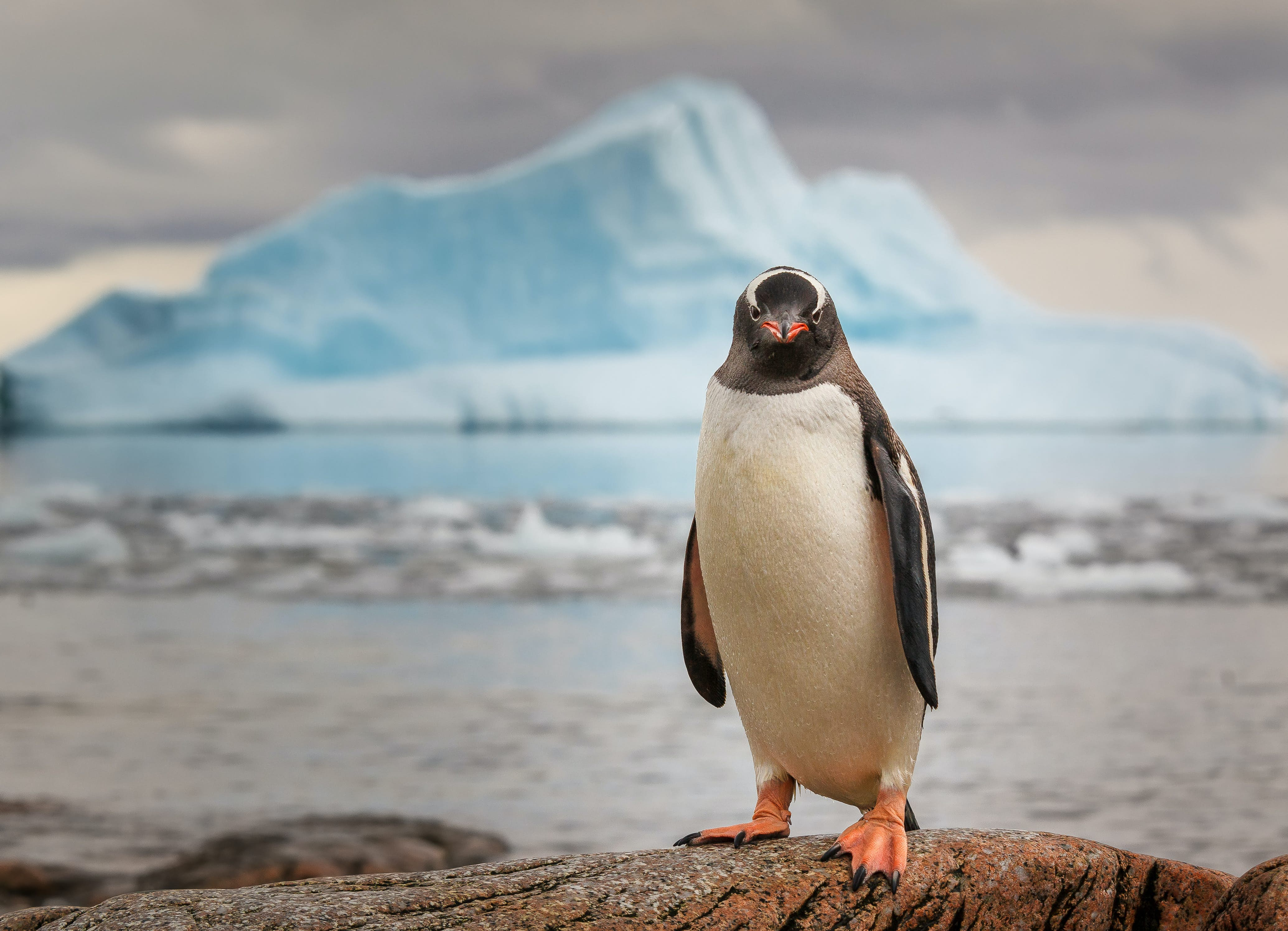 General 4139x2991 penguins iceberg nature looking at viewer snow ice ocean view animals landscape birds water cold rocks Arctic blurred Tux closeup