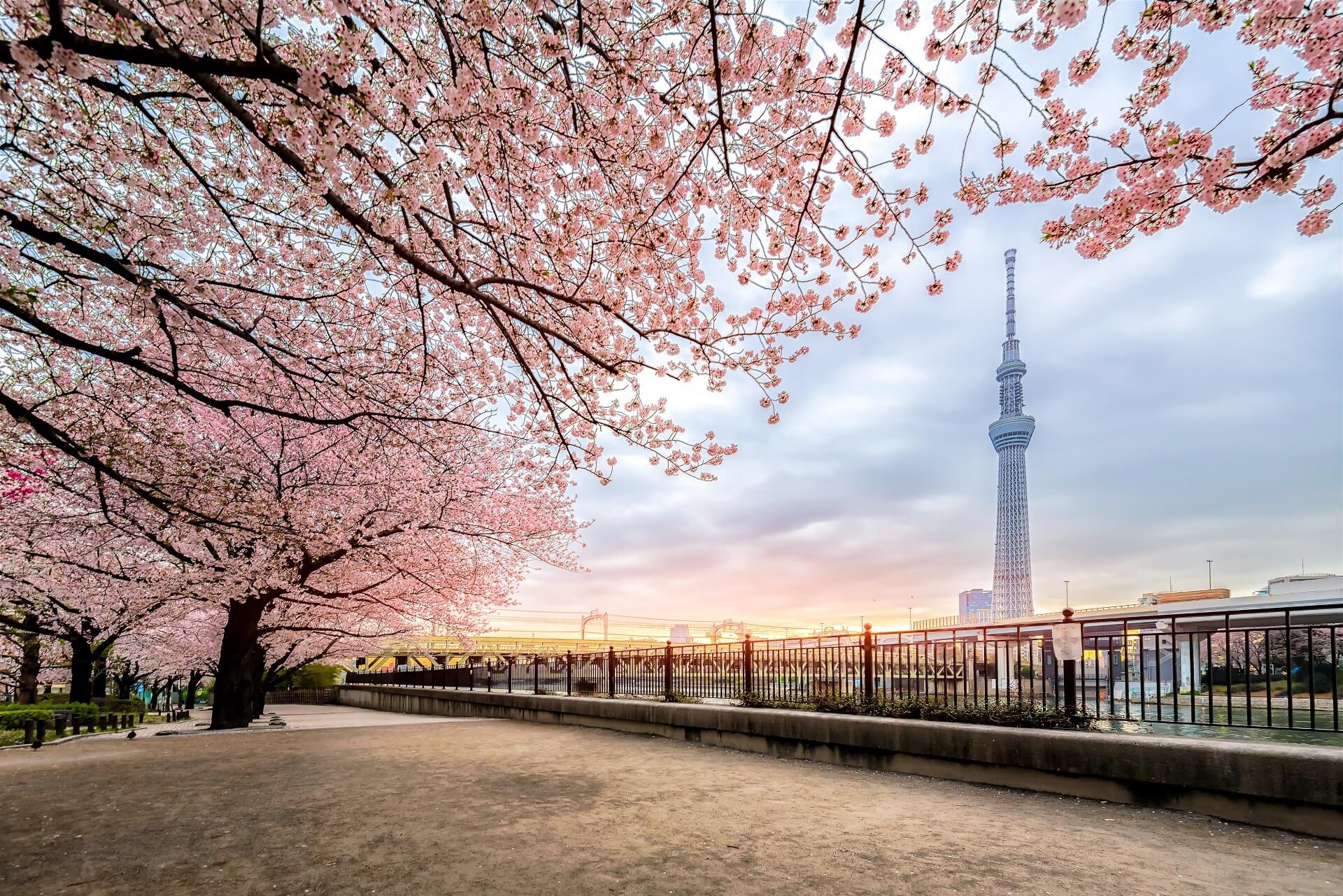 General 1920x1281 Tokyo Japan cherry blossom trees tower flowers