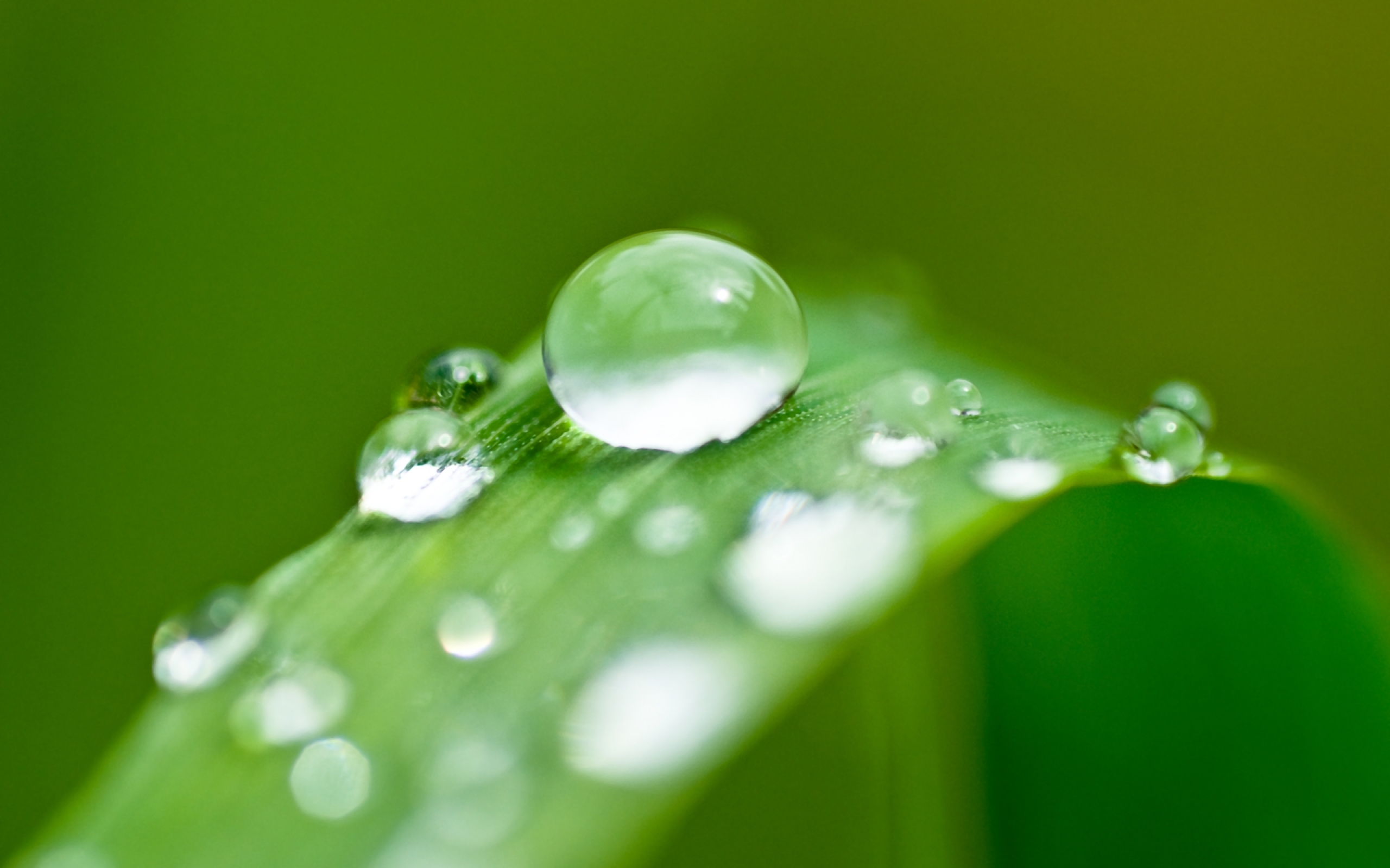 General 2560x1600 water water drops nature green forest depth of field blurred calm macro closeup
