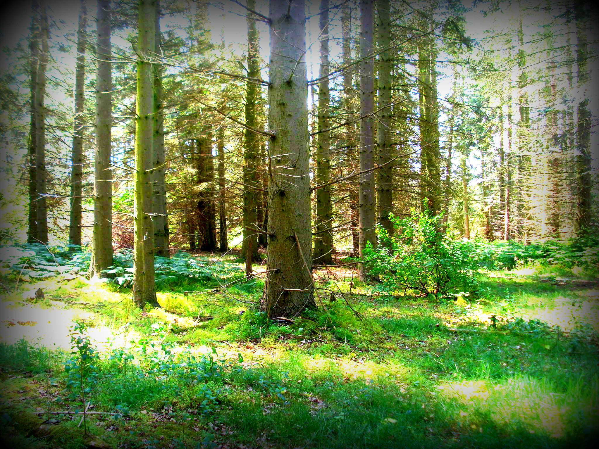 General 2048x1536 nature forest wood