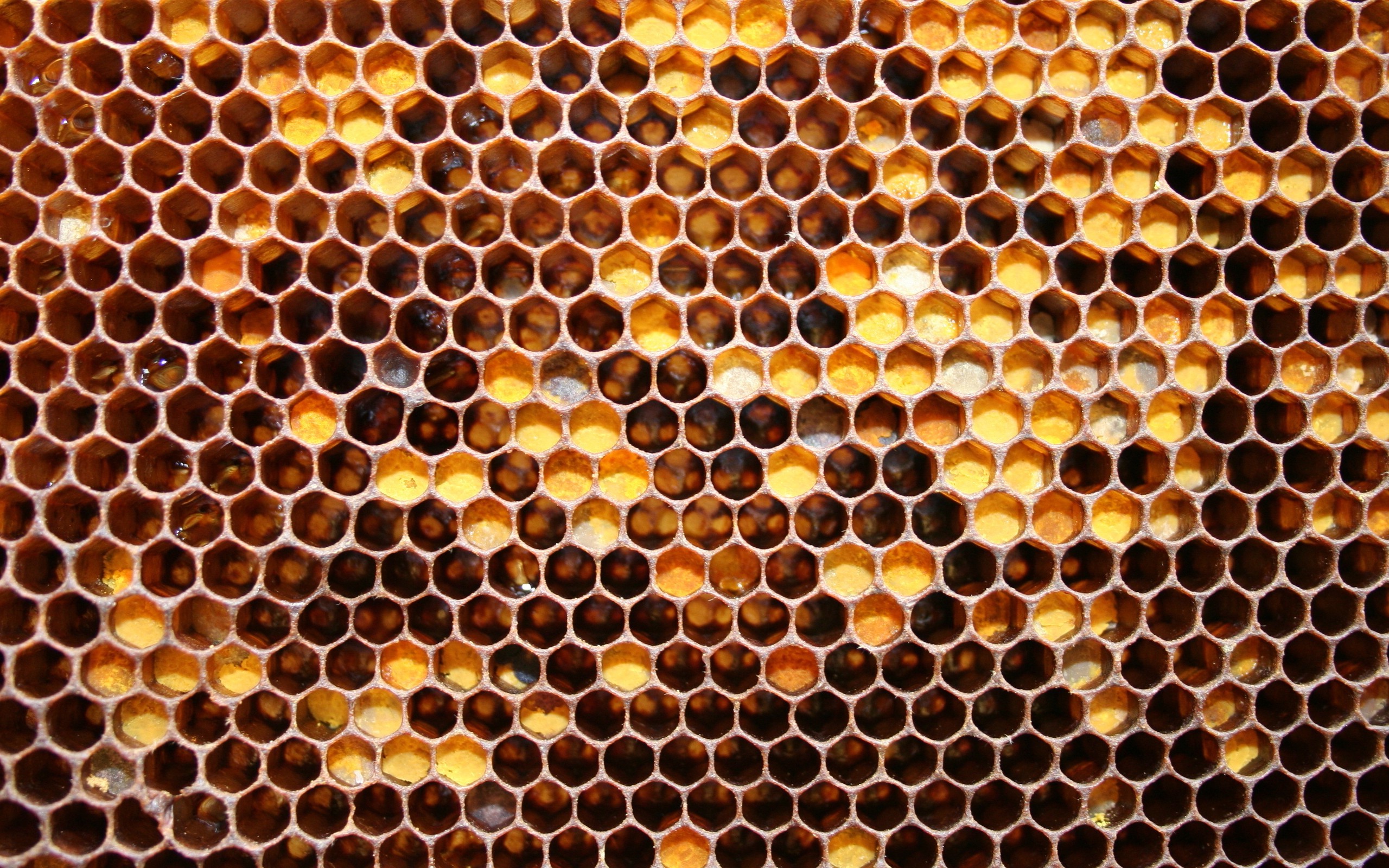 General 2560x1600 nature wax closeup honey comb