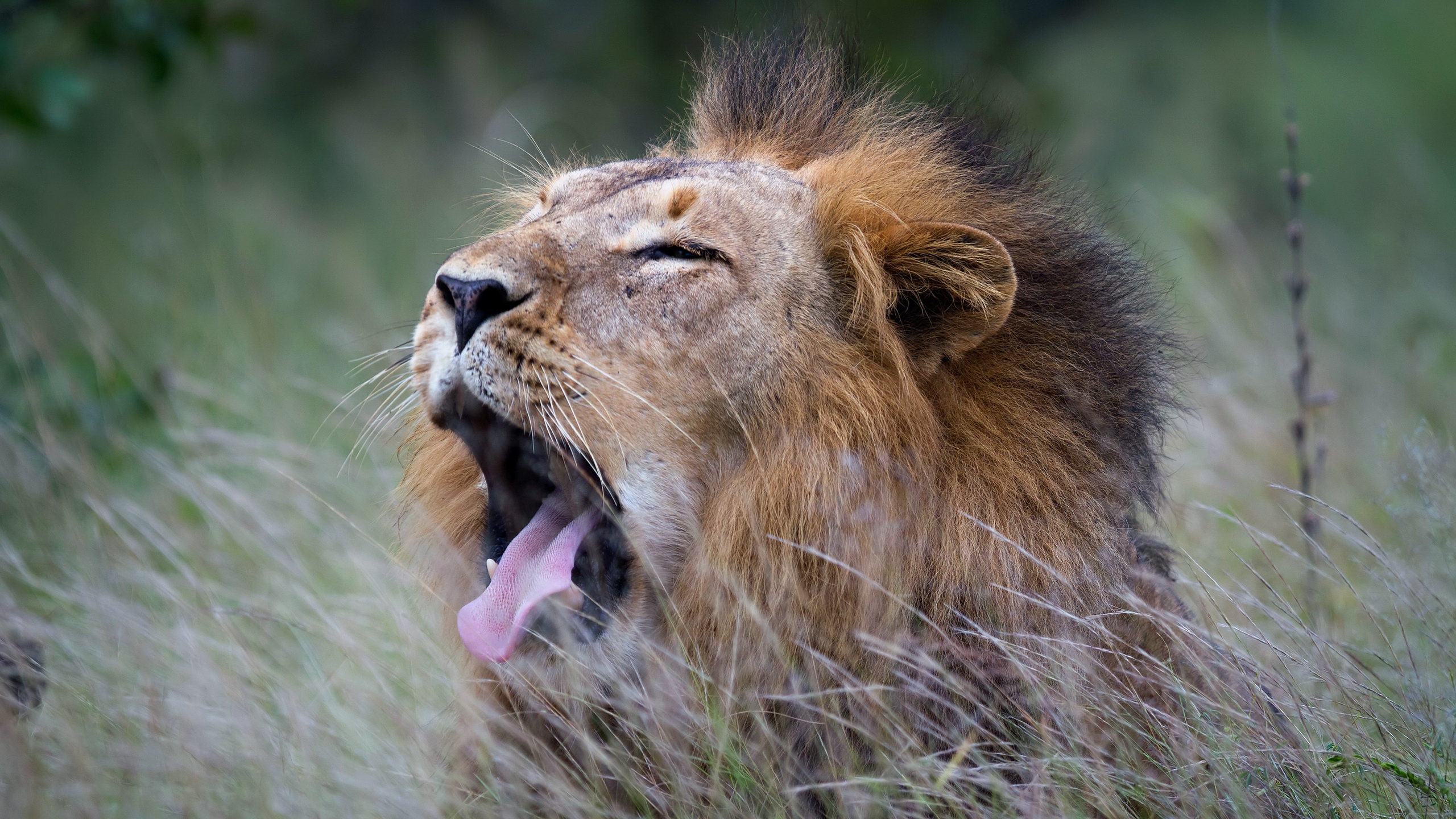 General 2560x1440 animals lion mammals big cats nature yawning feline tongue out closeup