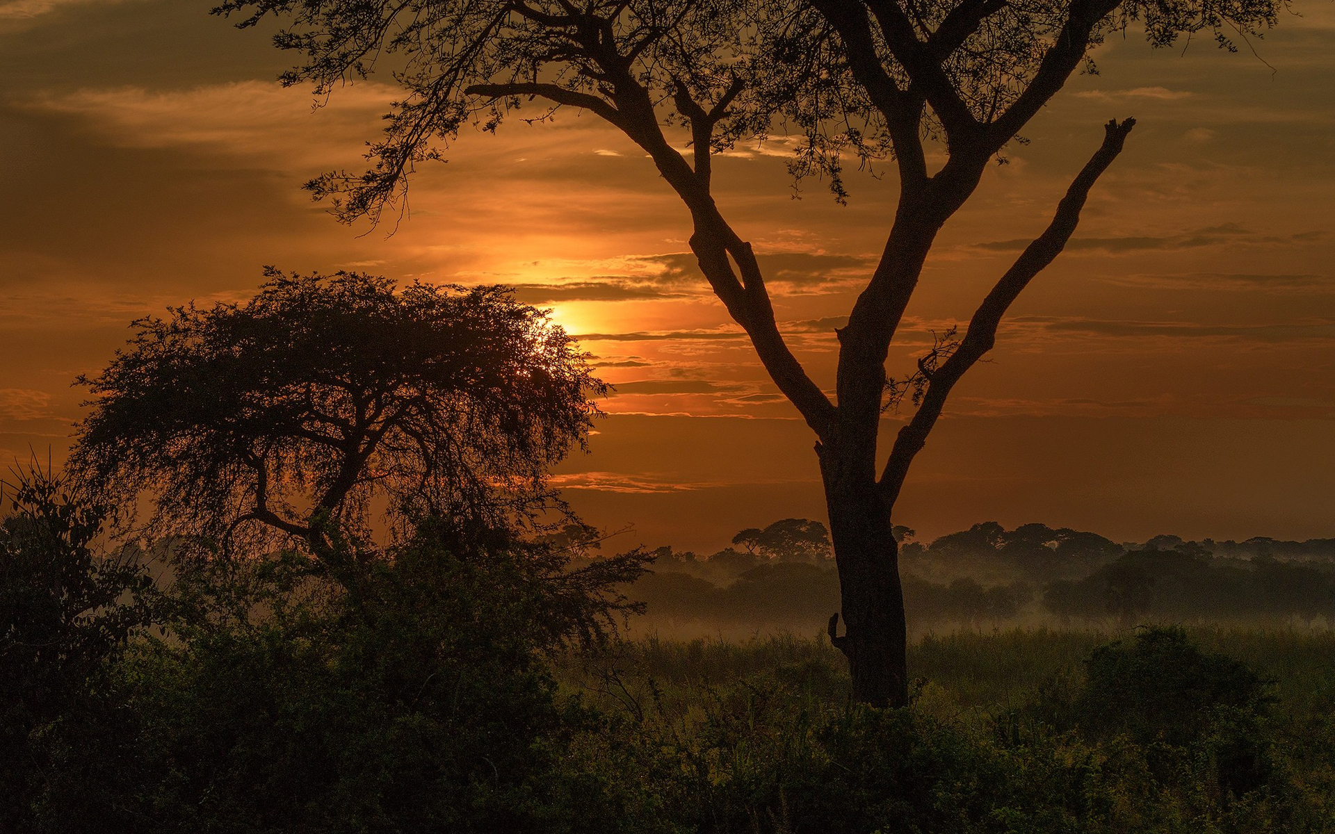 General 1920x1200 sunset trees silhouette Africa nature landscape low light