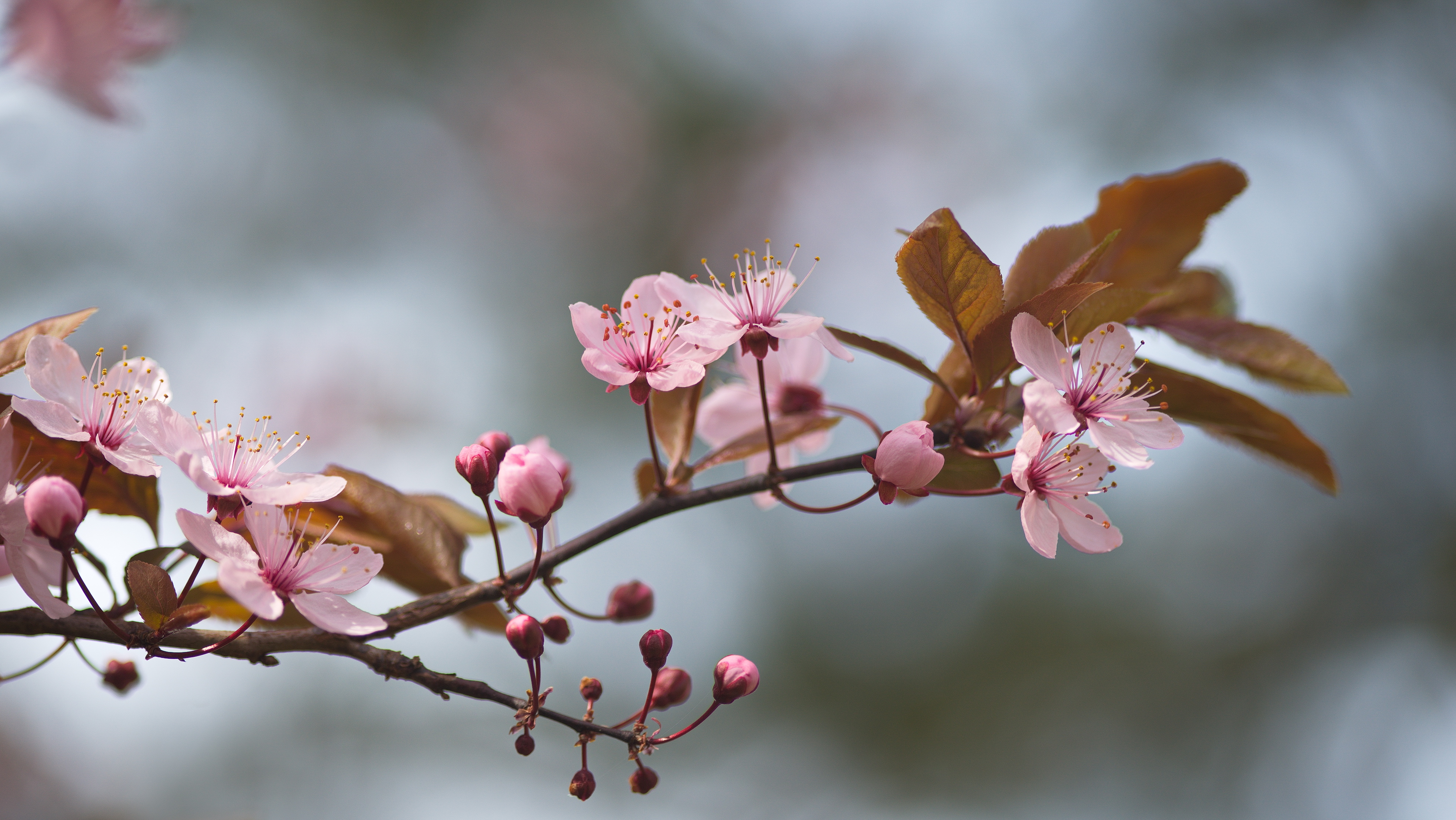 General 3840x2162 floral petals nature trees spring light pink Japan cherry blossom macro