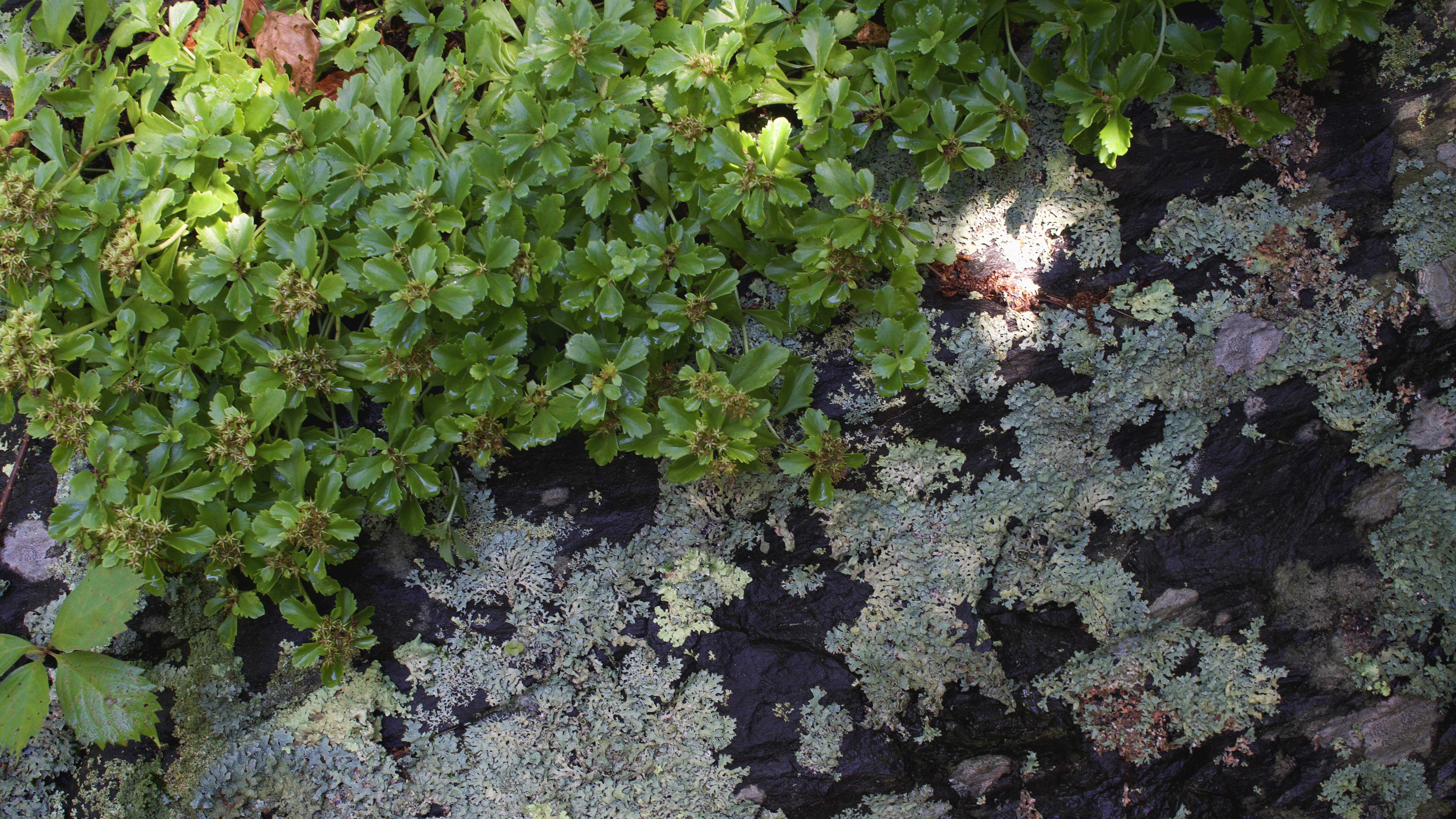 General 6000x3375 plants nature stones lichen