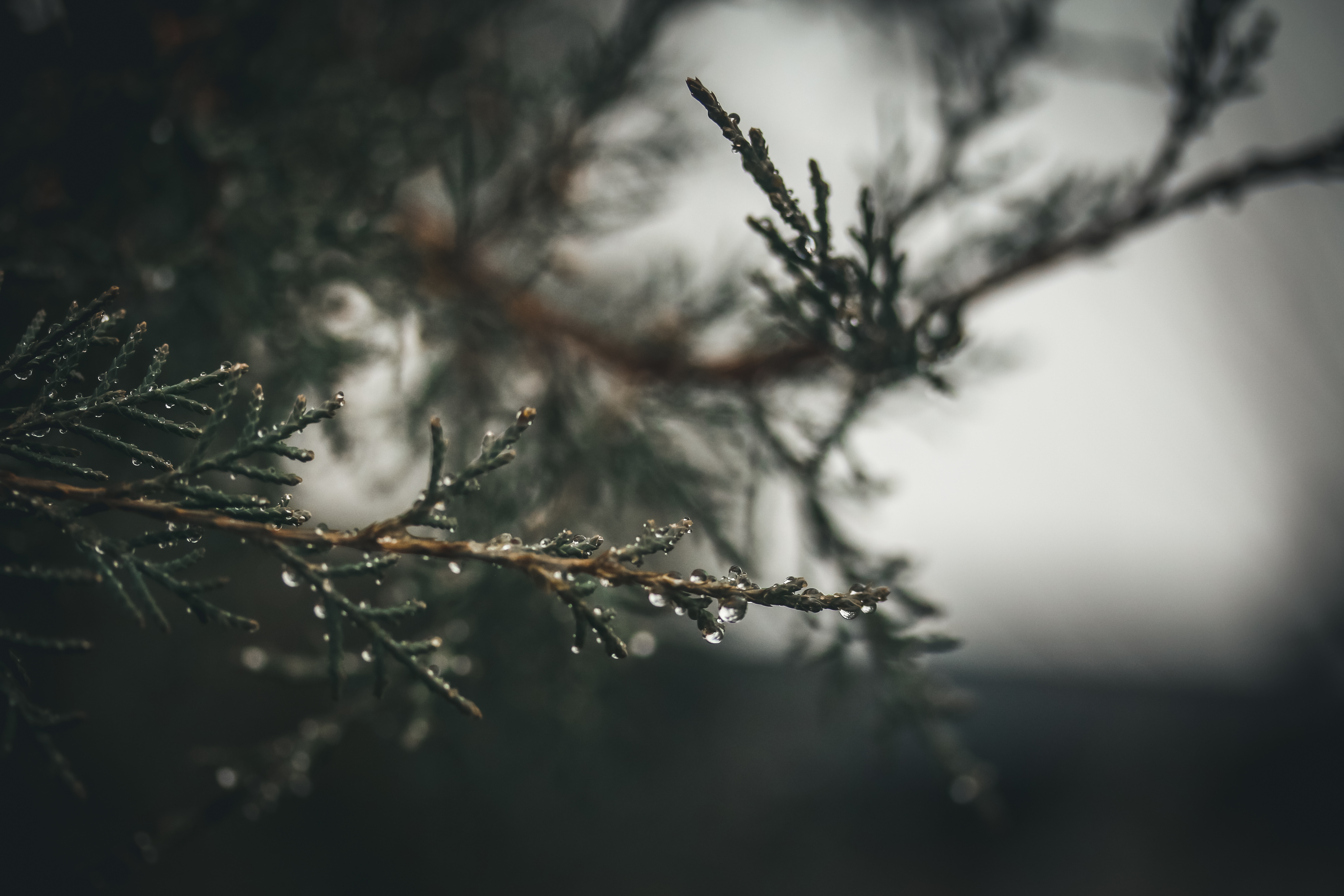 General 5472x3648 pine trees raindrop water drops nature depth of field green muted closeup