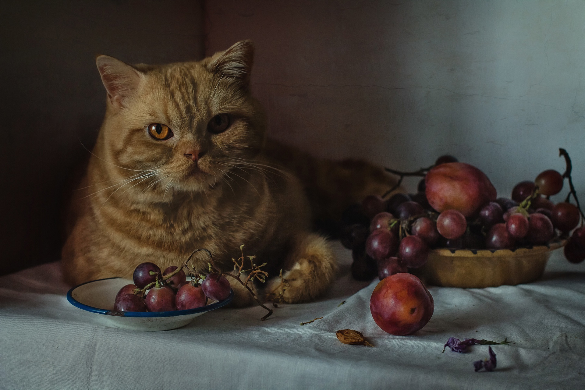 General 1920x1280 animals indoors cats mammals food fruit berries feline