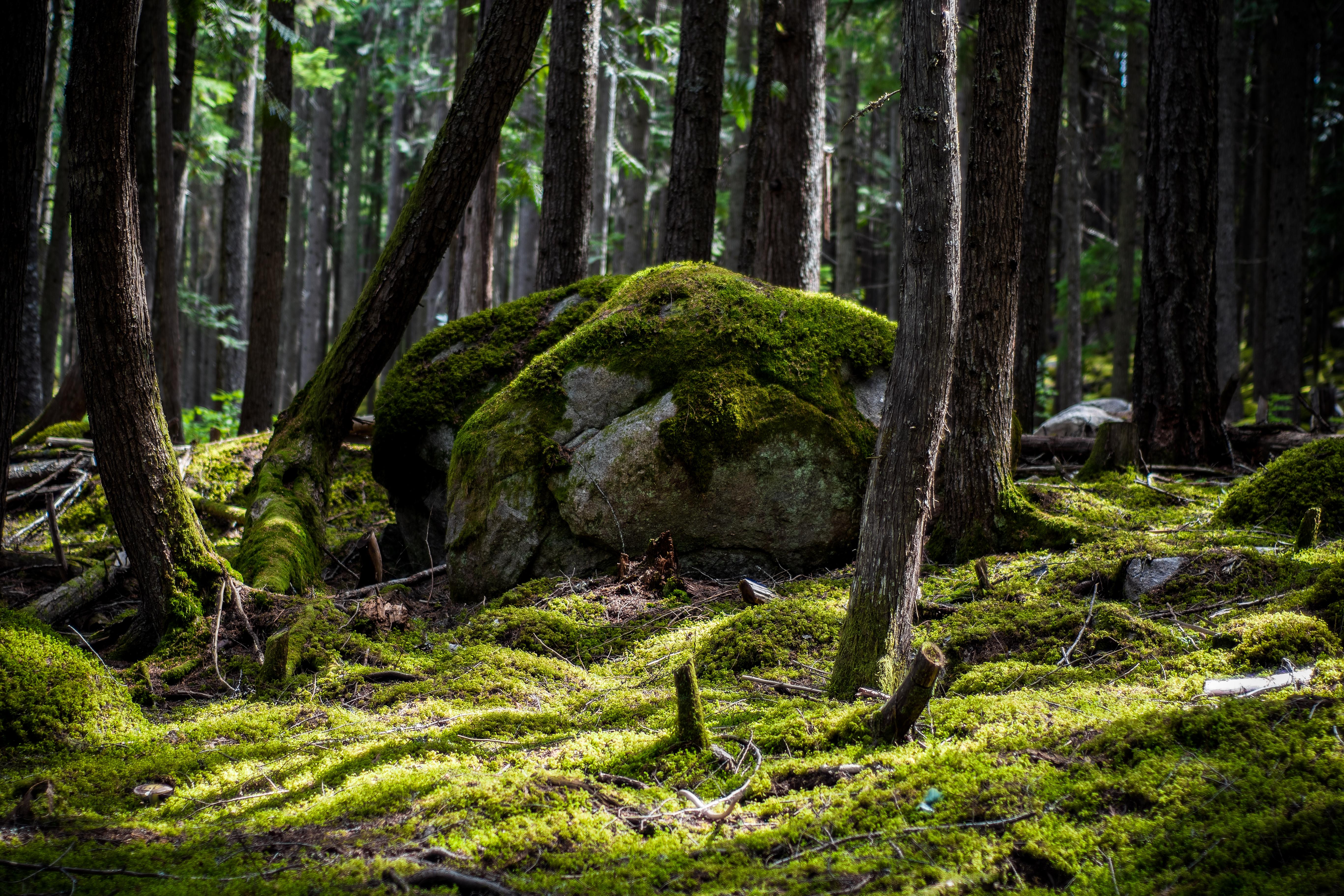 General 5468x3645 nature rocks moss forest