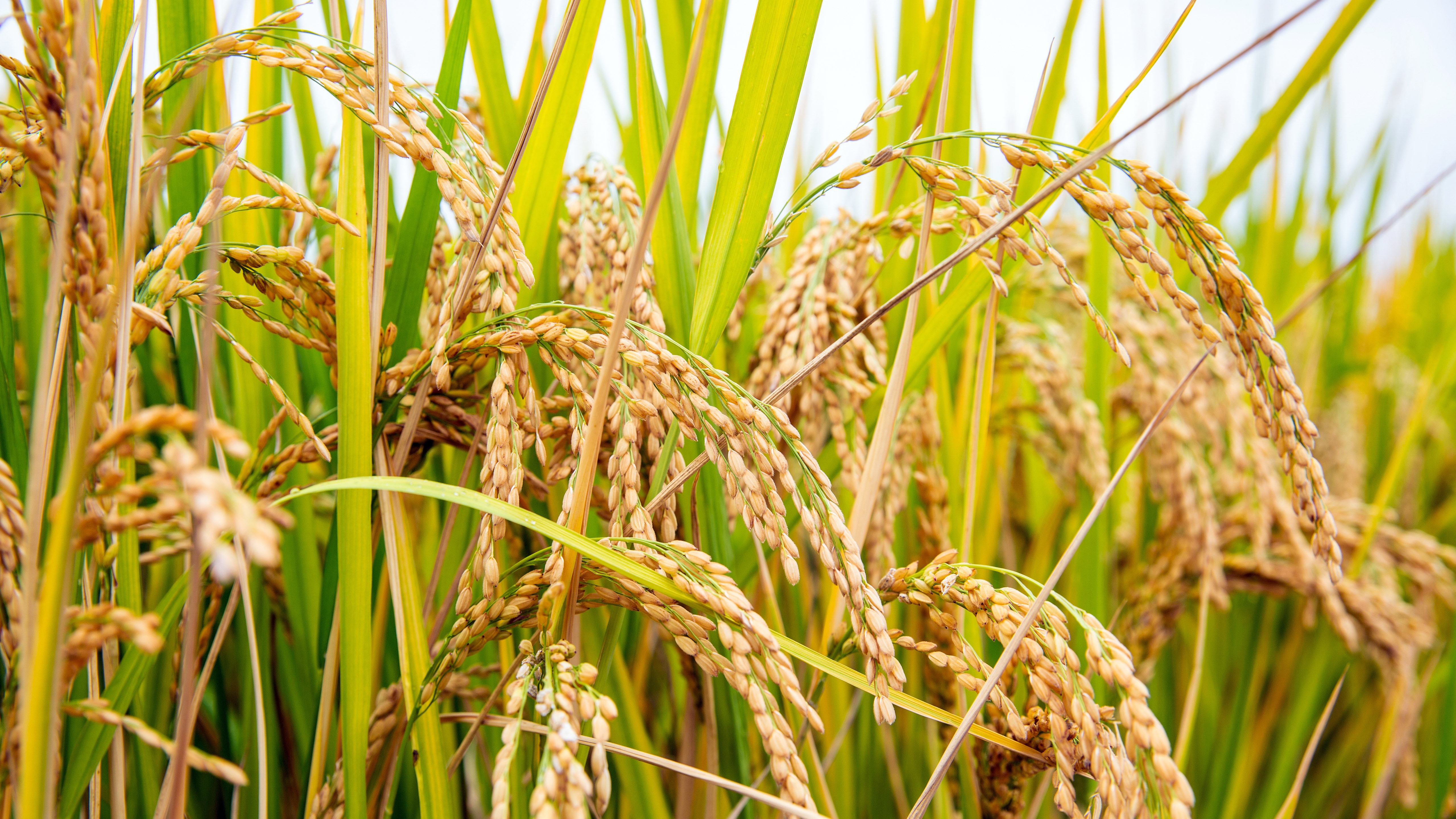 General 5120x2880 rice food plants nature