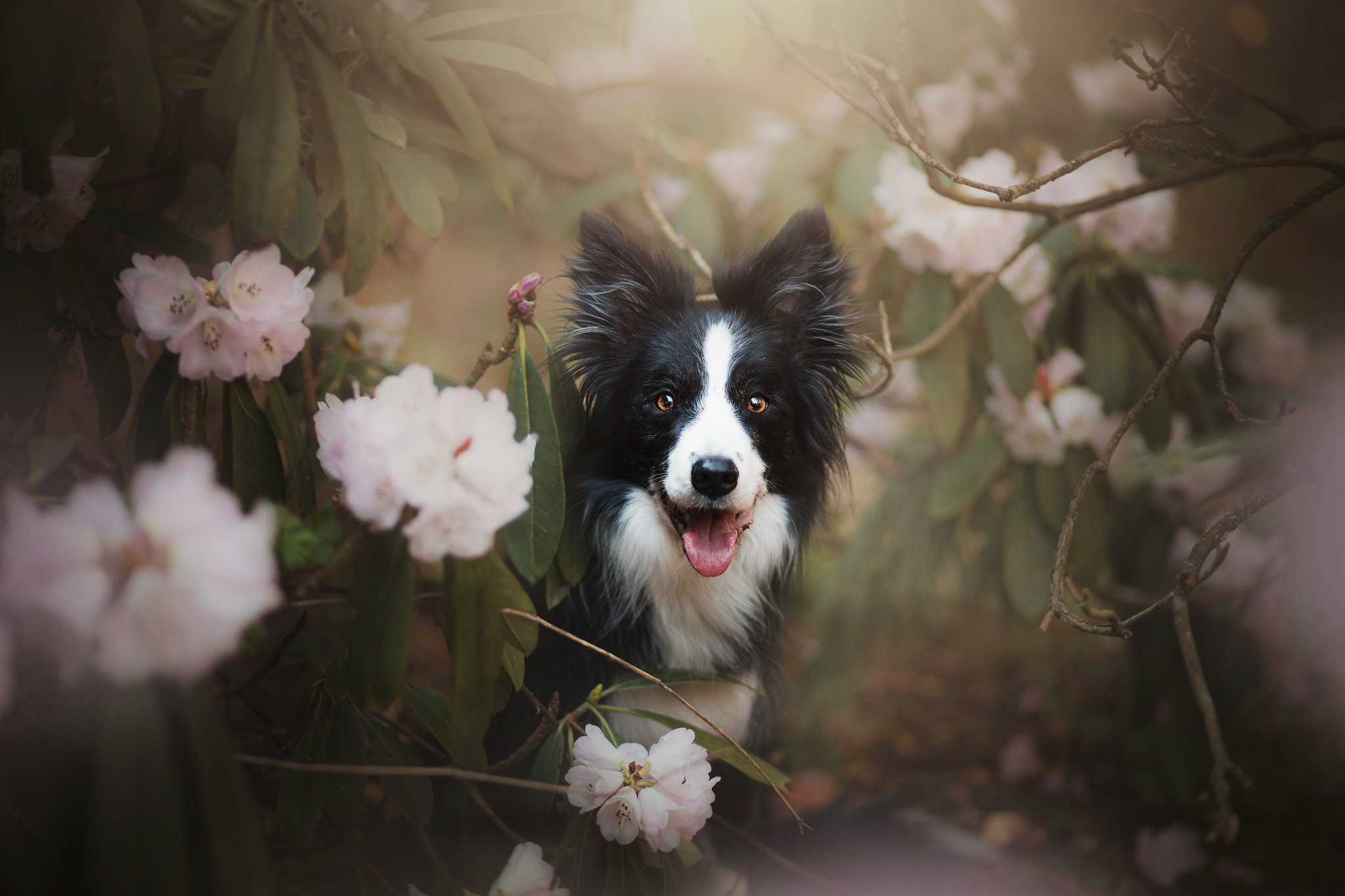 General 2048x1365 Border Collie dog animals mammals outdoors flowers pink flowers plants twigs leaves closeup