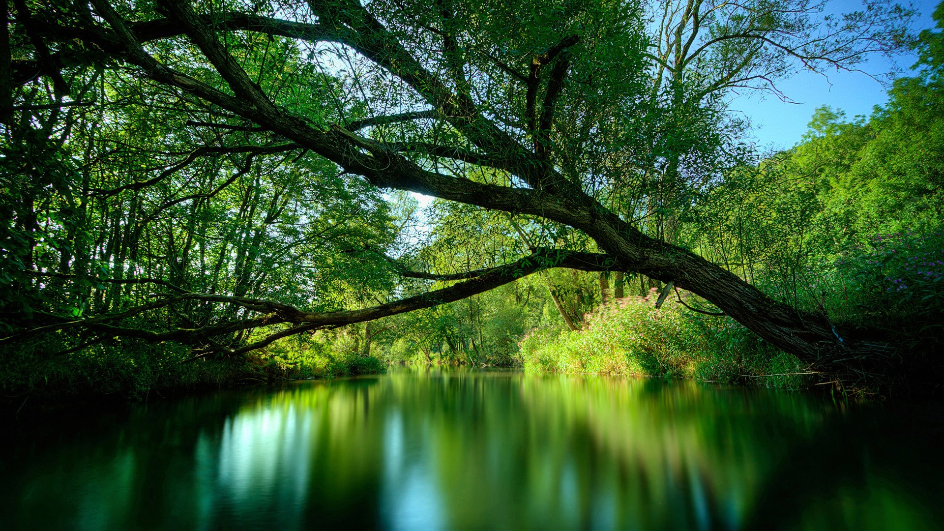 General 1920x1080 trees forest green blurred nature river water plants