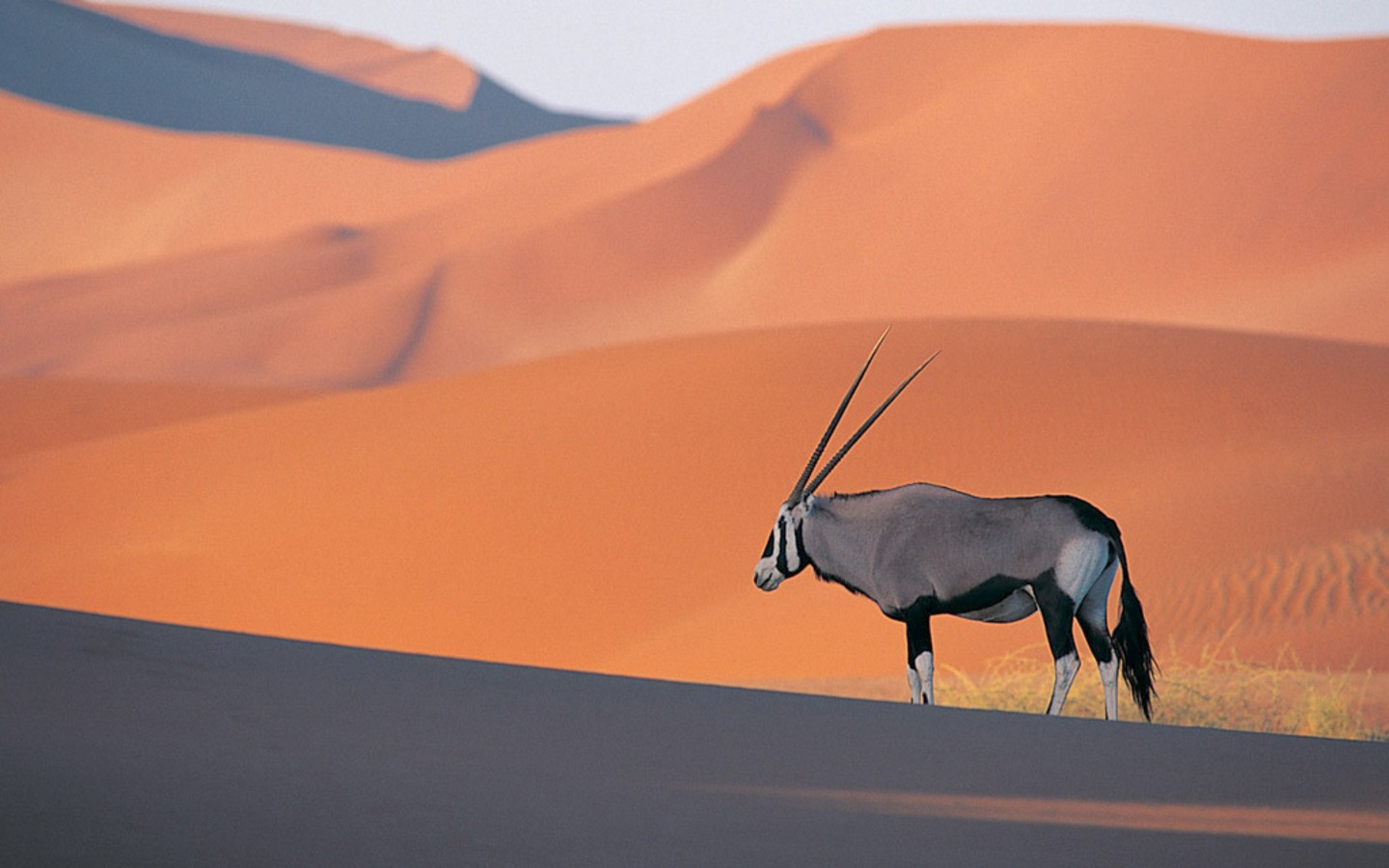 General 1440x900 oryxes animals mammals desert wildlife nature Namibia Africa
