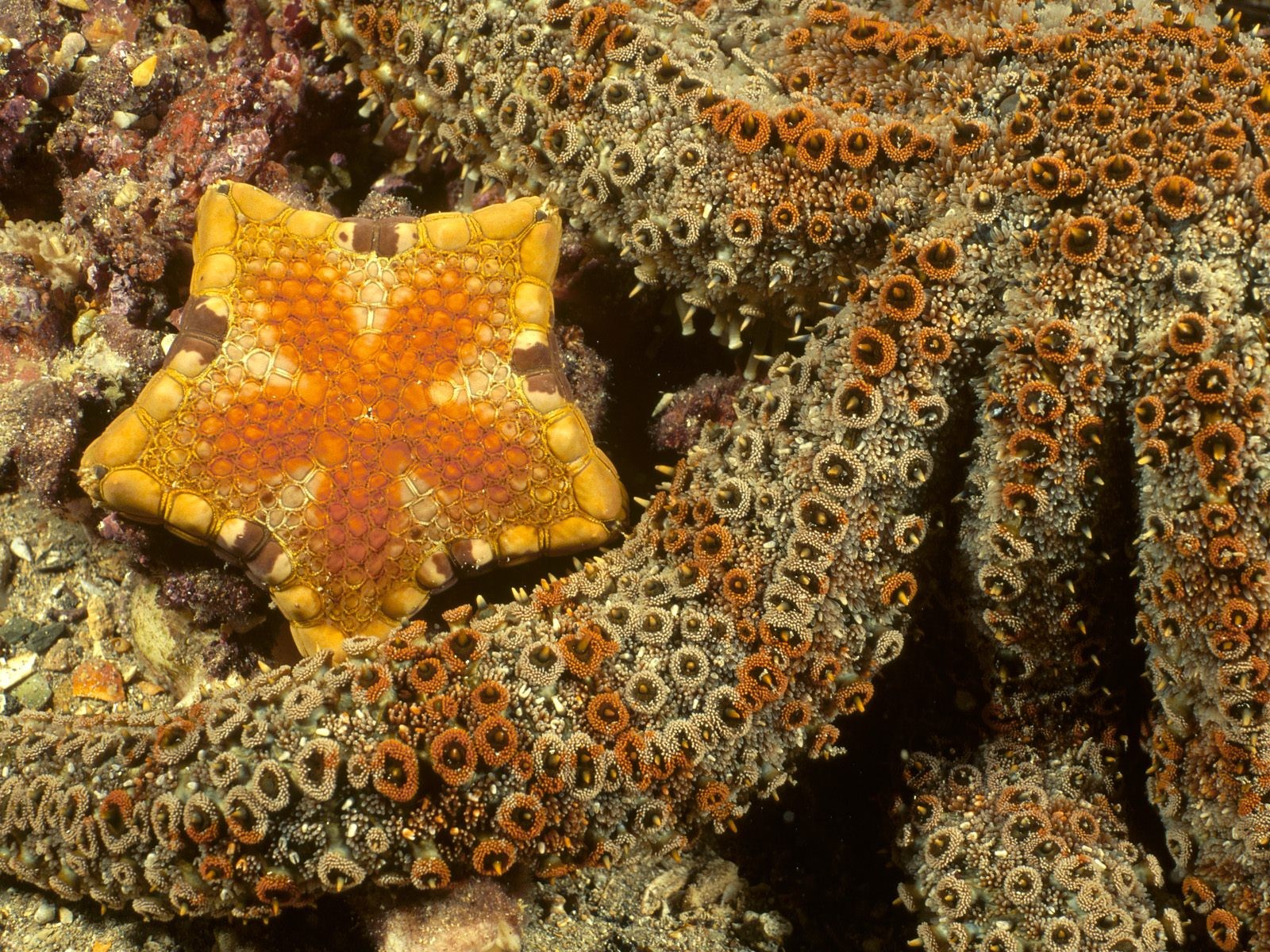General 1600x1200 underwater sea starfish nature