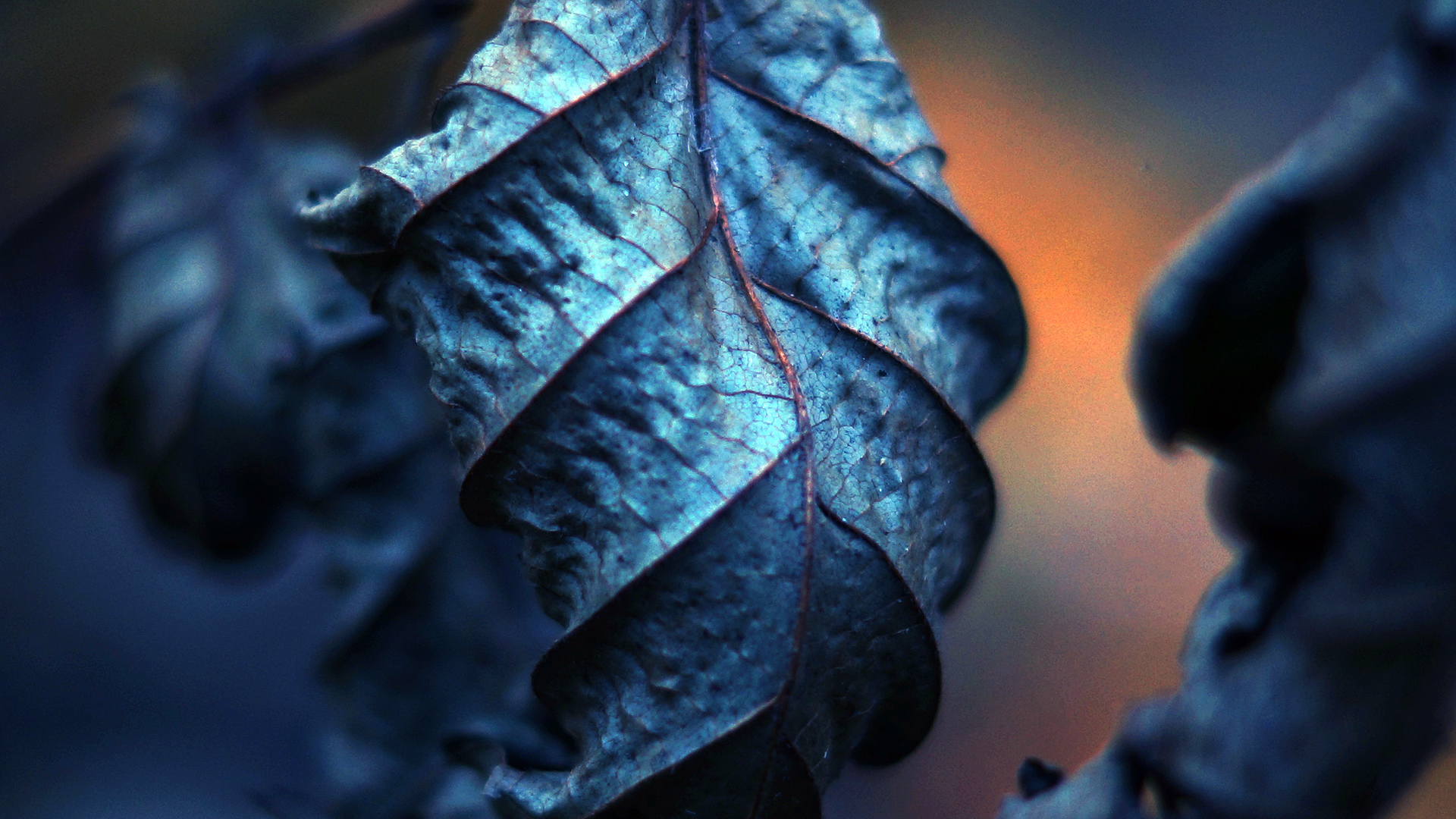 General 1920x1080 photography leaves nature filter depth of field macro plants blue
