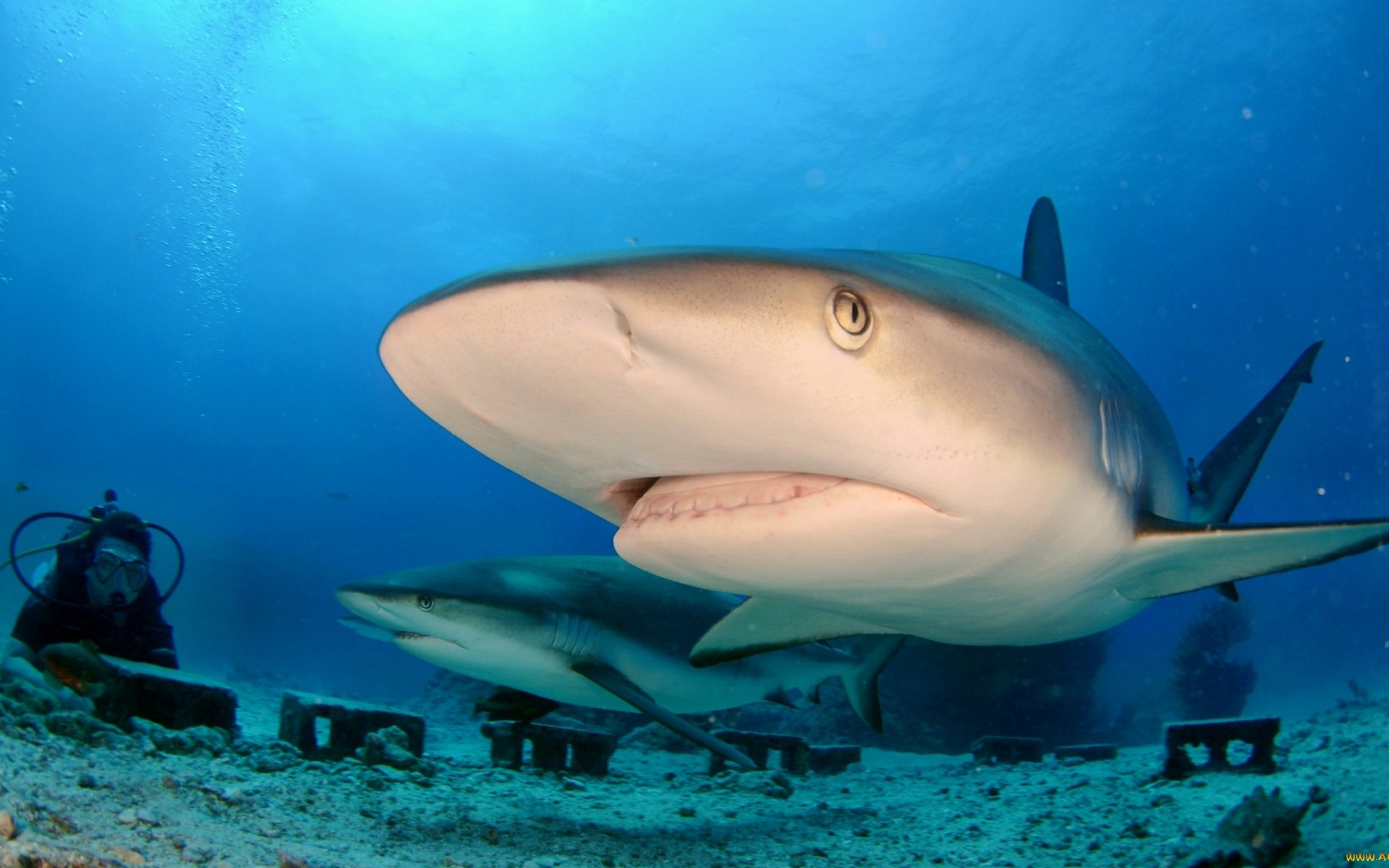 General 1920x1200 shark animals sea life underwater divers fish