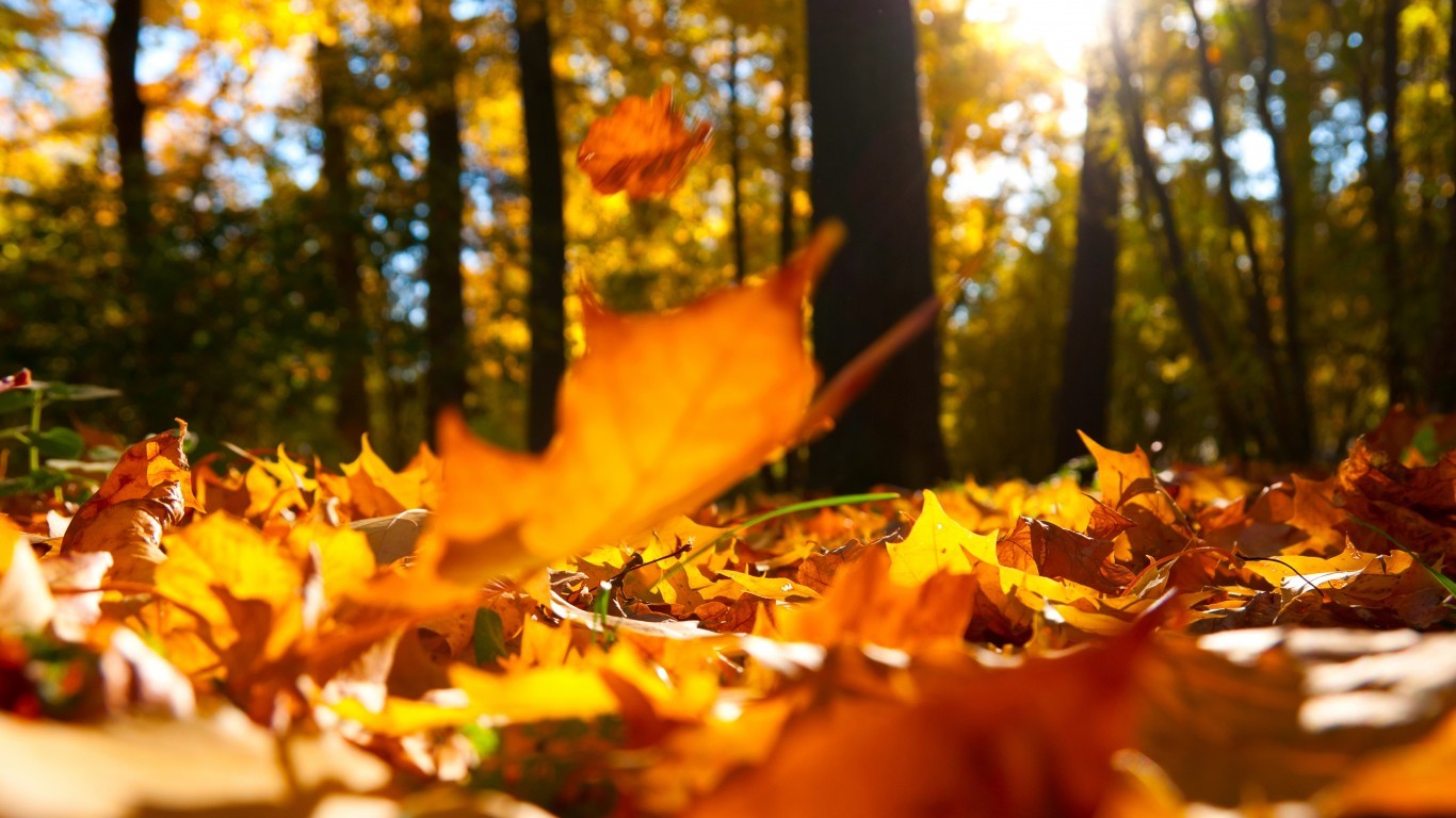 General 1366x768 nature forest leaves fall trees depth of field worm's eye view plants fallen leaves