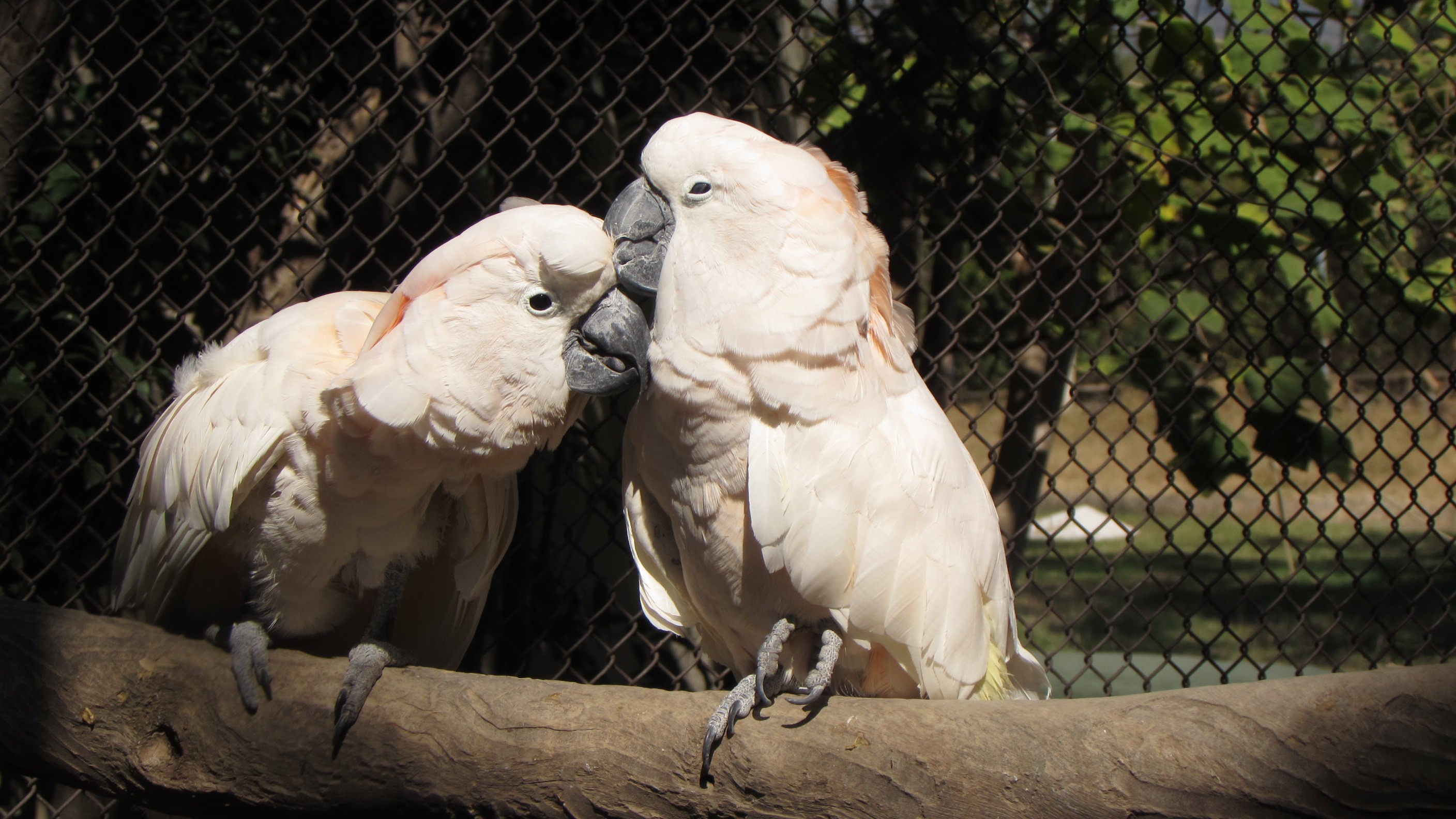 General 2816x1584 birds parrot birdcage cockatoo animals closeup