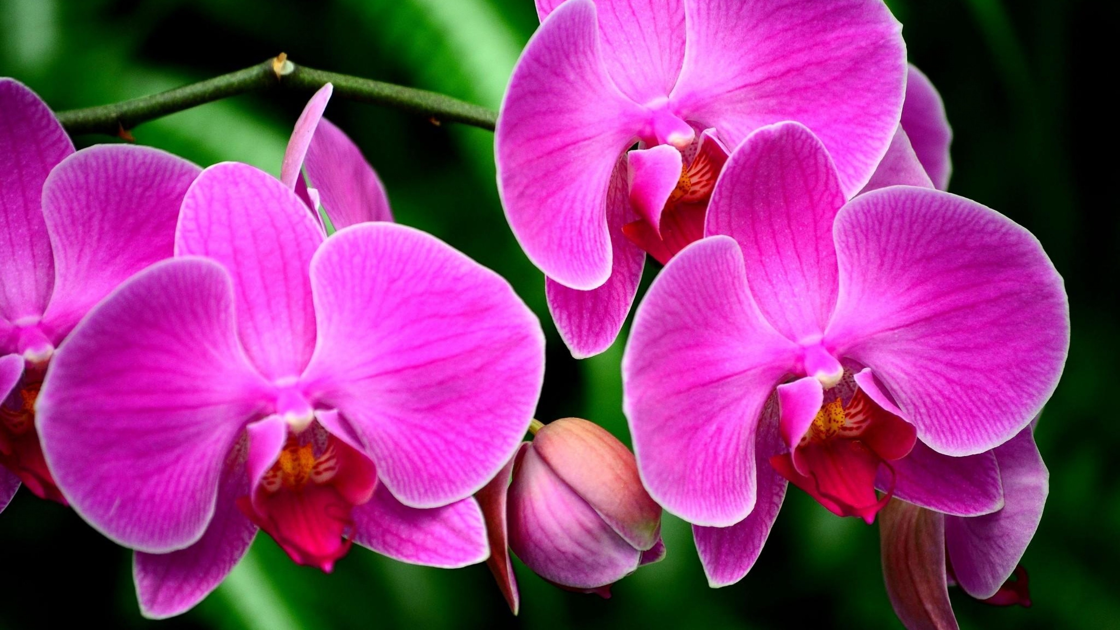 General 3840x2160 orchids pink flowers flowers plants