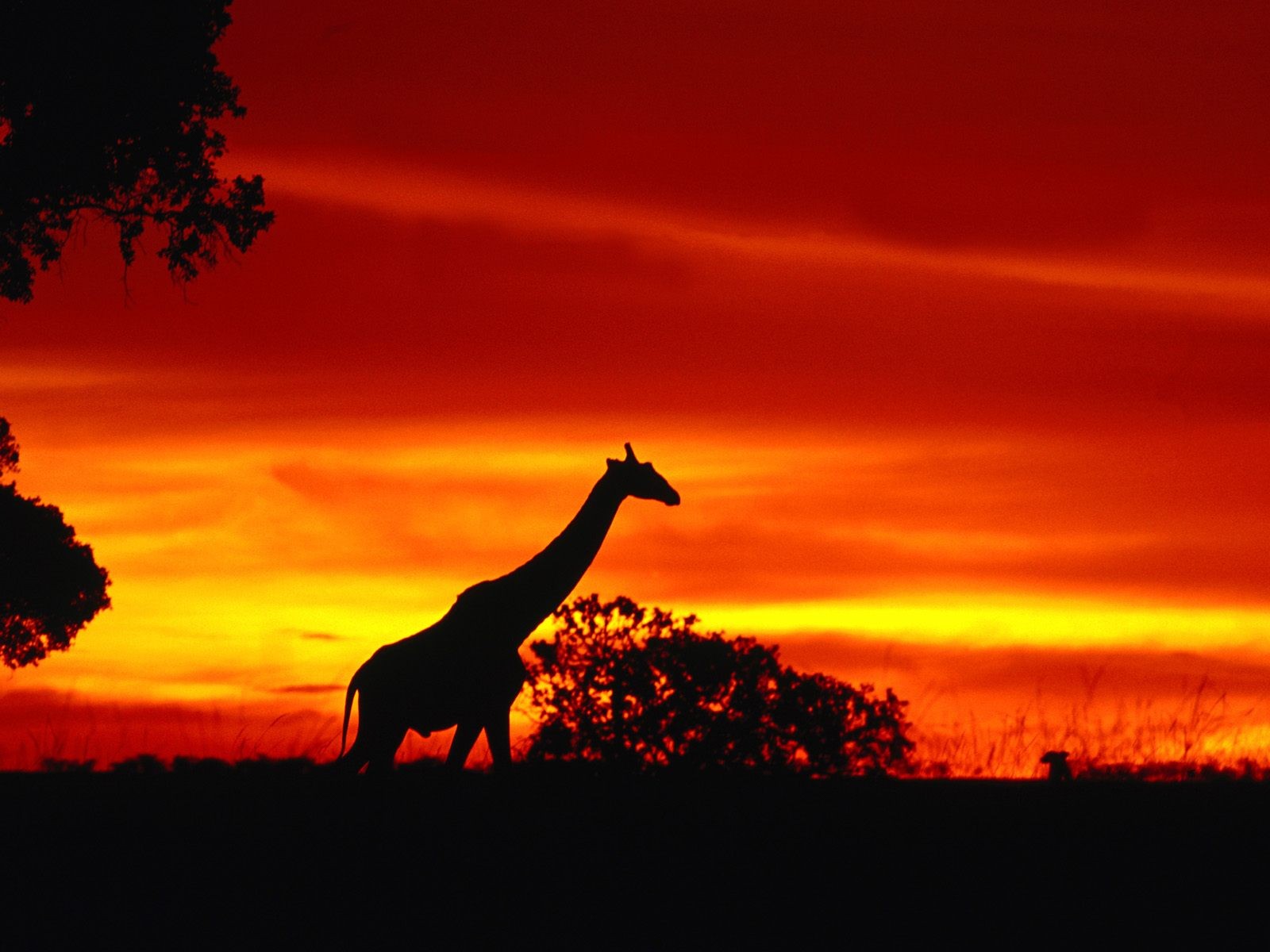 General 1600x1200 sunset giraffes animals mammals