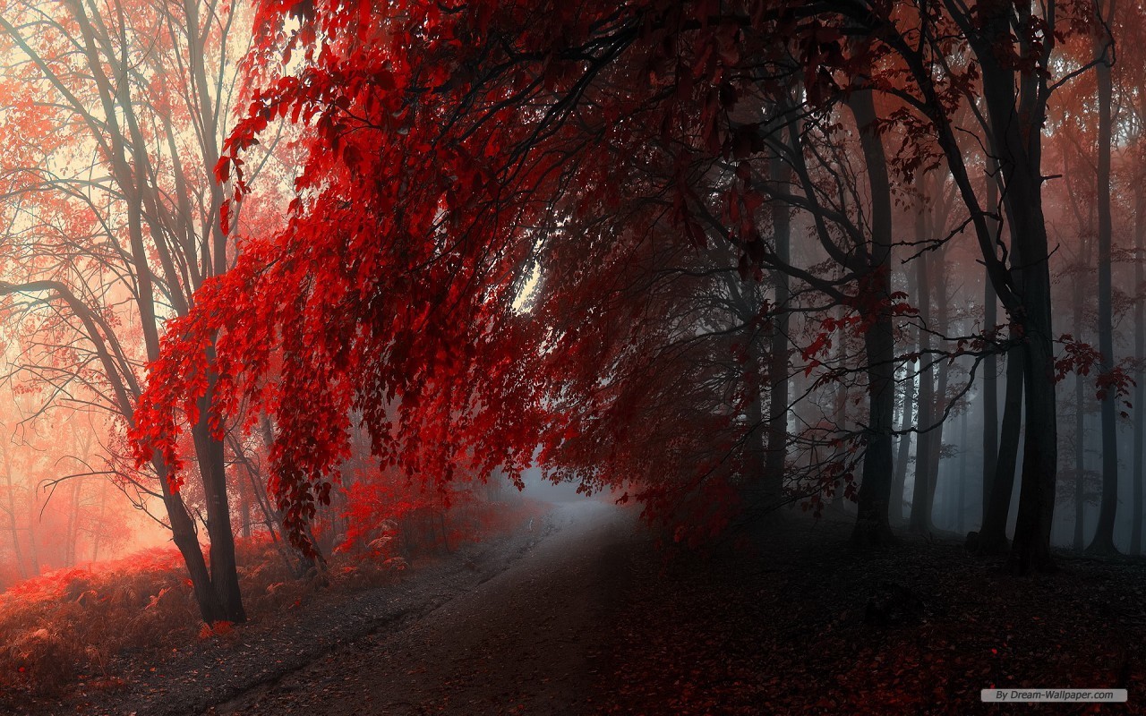 General 1280x800 forest nature red fall trees