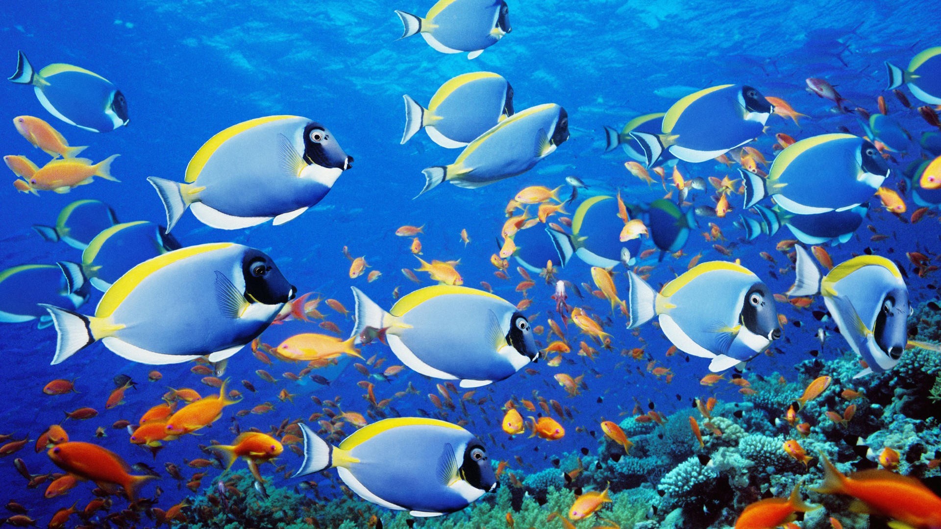 General 1920x1080 fish animals tropical fish sea life coral underwater