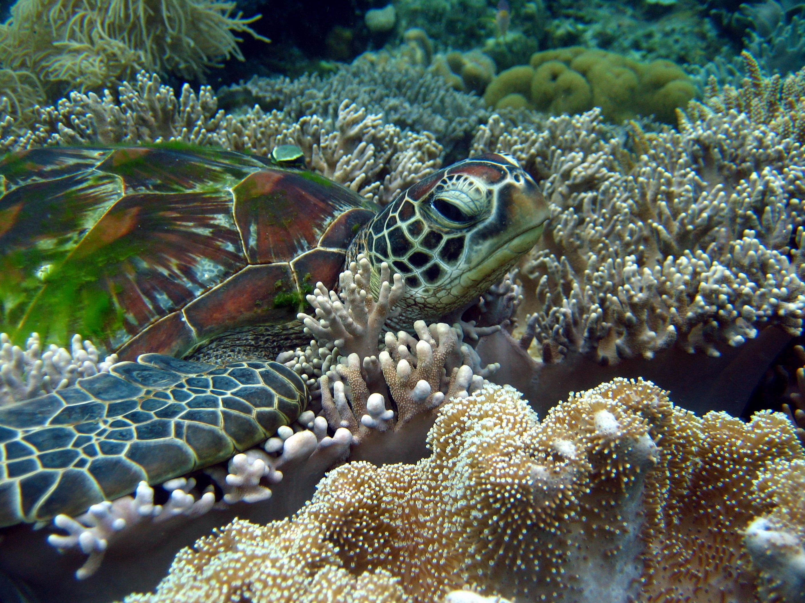 General 2816x2112 turtle coral animals nature sea anemones