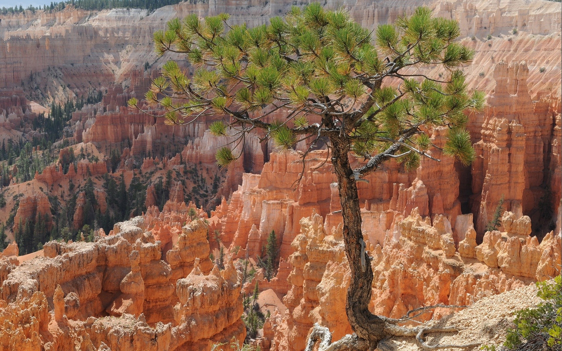 General 1920x1200 nature landscape rocks trees Bryce Canyon National Park rock formation USA Utah