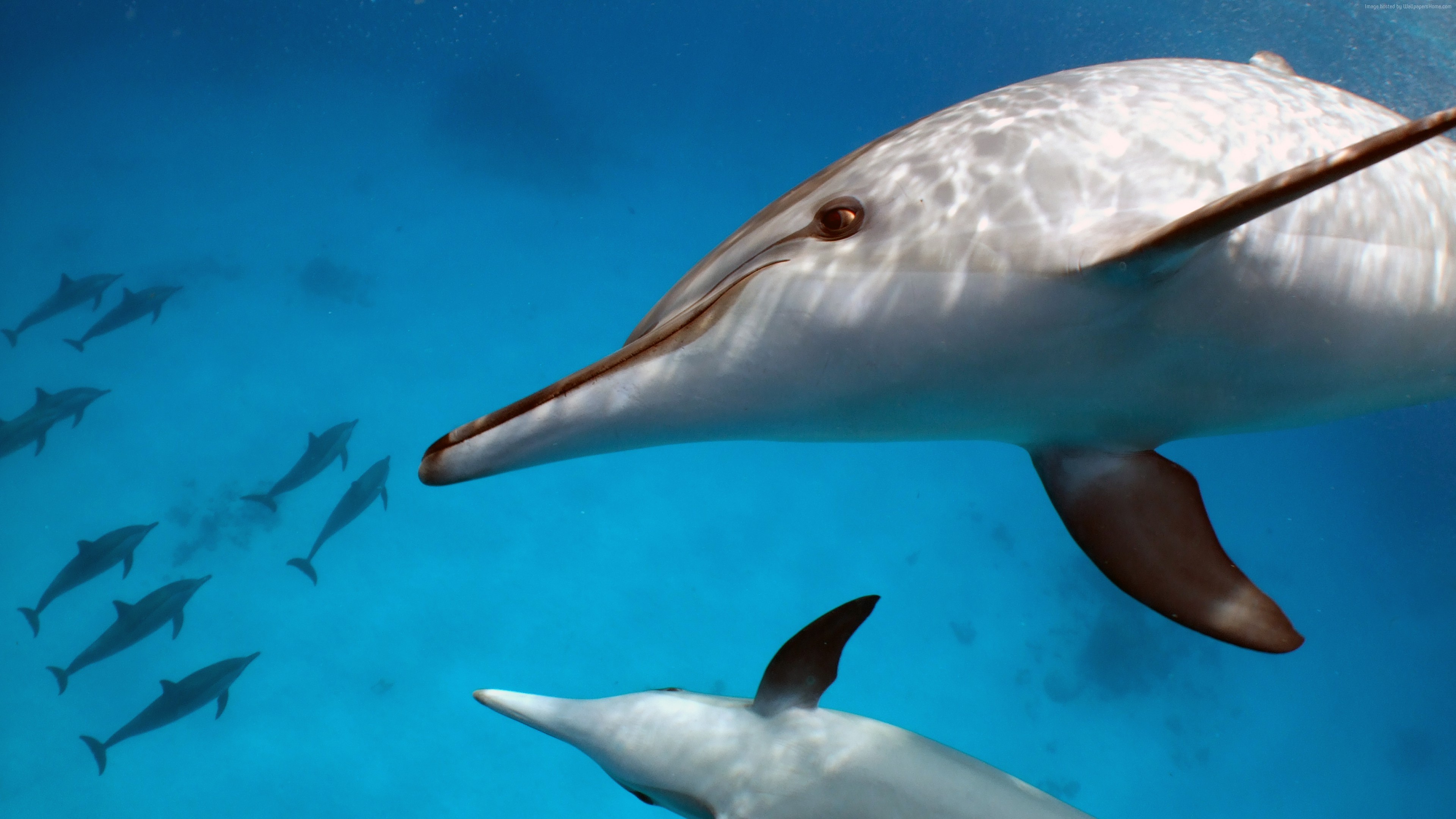 General 3840x2160 water animals mammals dolphin underwater blue wildlife aqua nature closeup