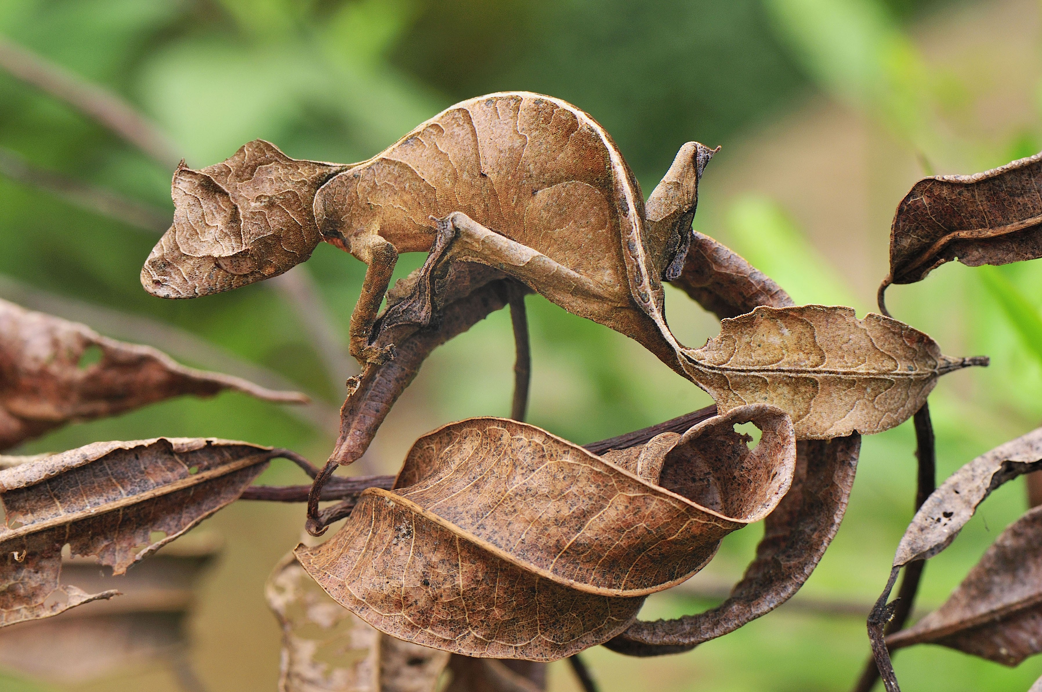 General 3592x2386 animals reptiles gecko camouflage chameleons nature closeup blurry background leaves blurred