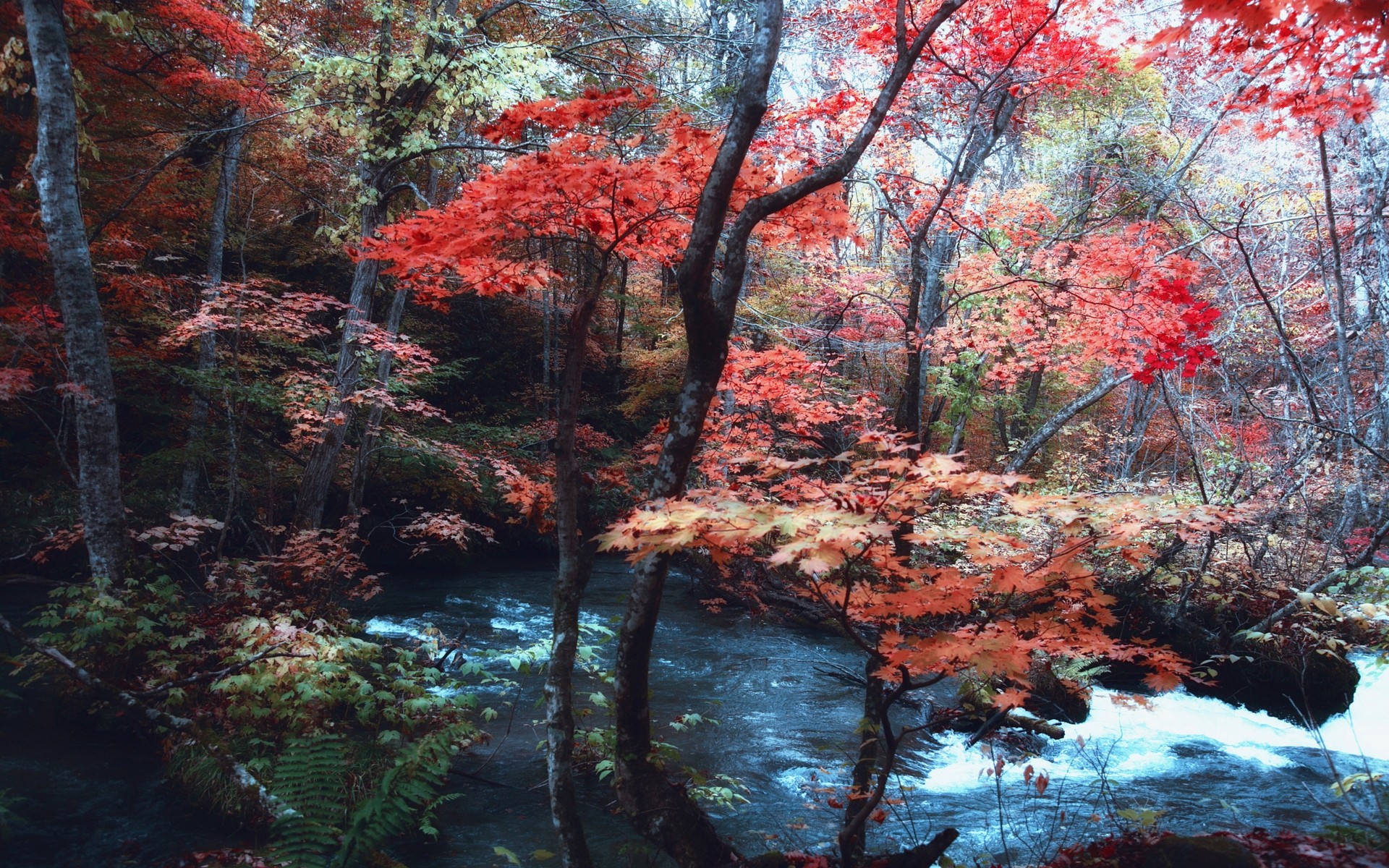 General 1920x1200 nature landscape maple leaves trees river Japan forest ferns hills fall Asia