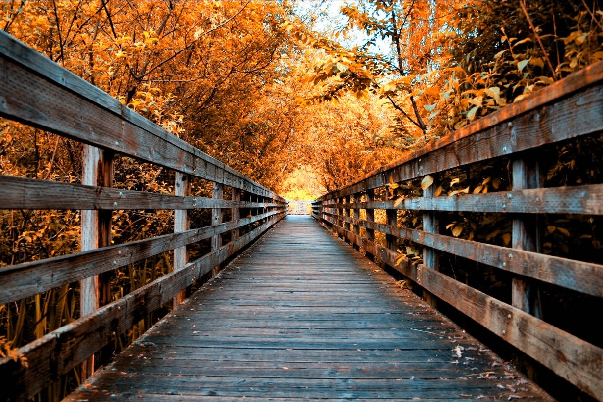 General 1230x820 nature fall road trees walkway wooden surface leaves