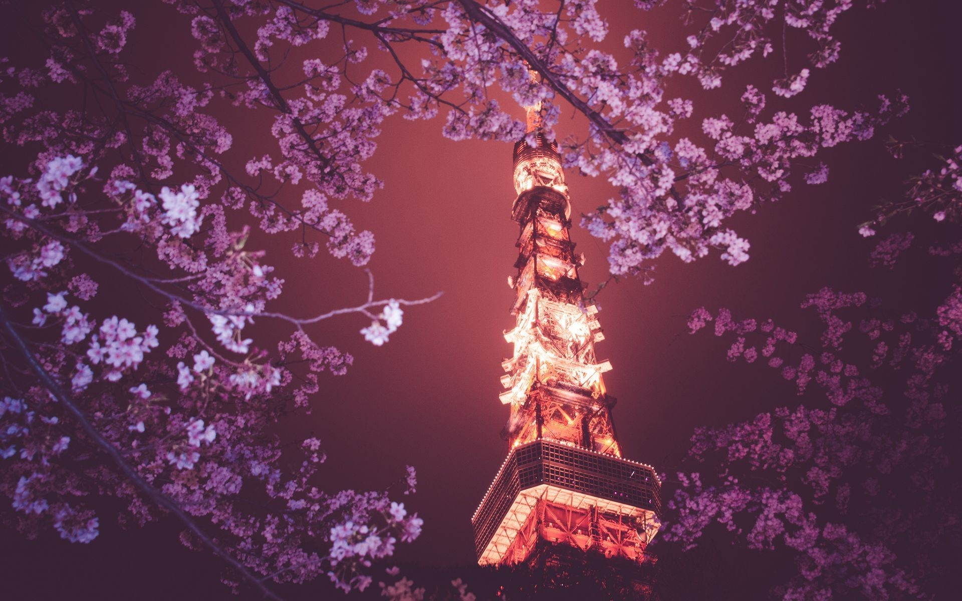 General 1920x1200 flowers Tokyo Tower Japan Tokyo night Asia plants cherry blossom lights