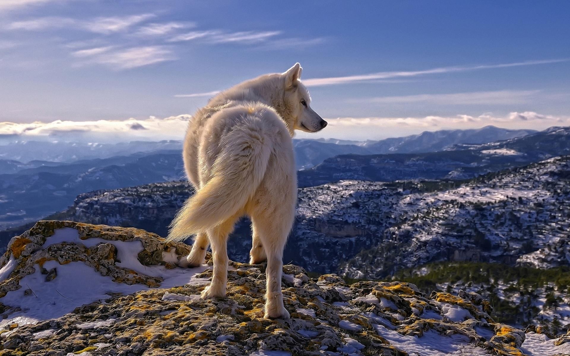 General 1920x1200 animals landscape mountains dog swiss shepherd nature outdoors