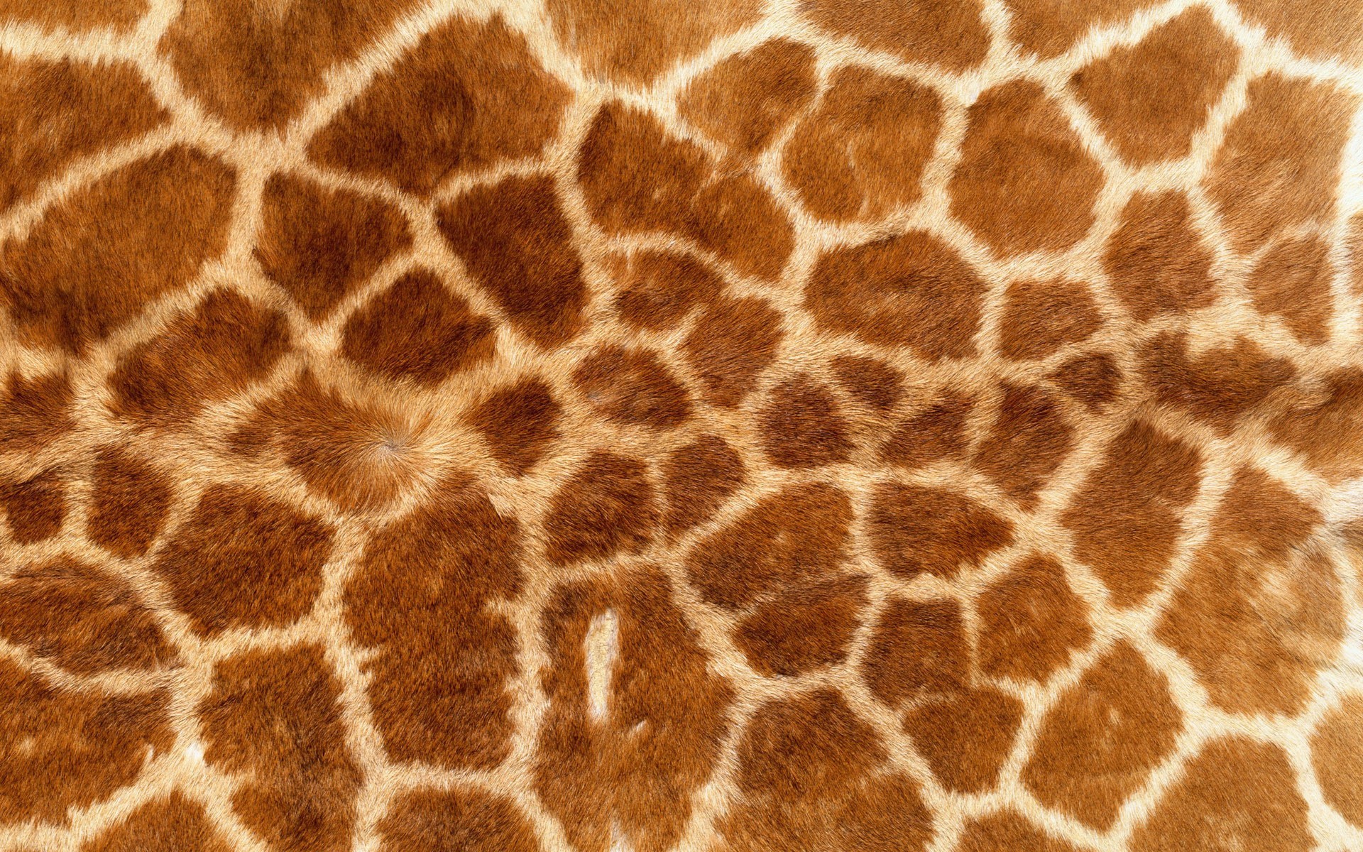 General 1920x1200 animal print giraffes fur brown texture closeup