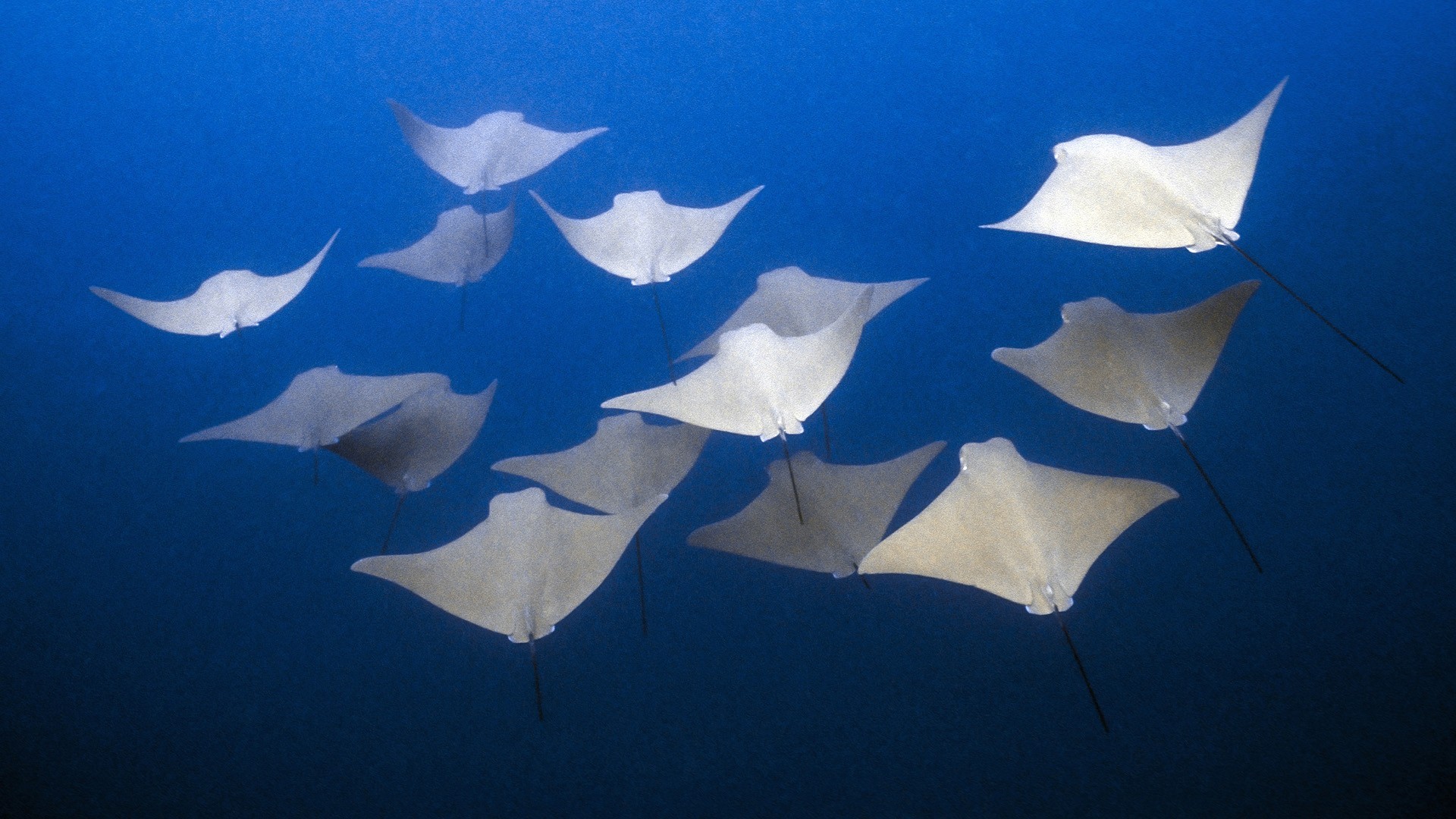 General 1920x1080 fish underwater deep sea animals manta rays sea life