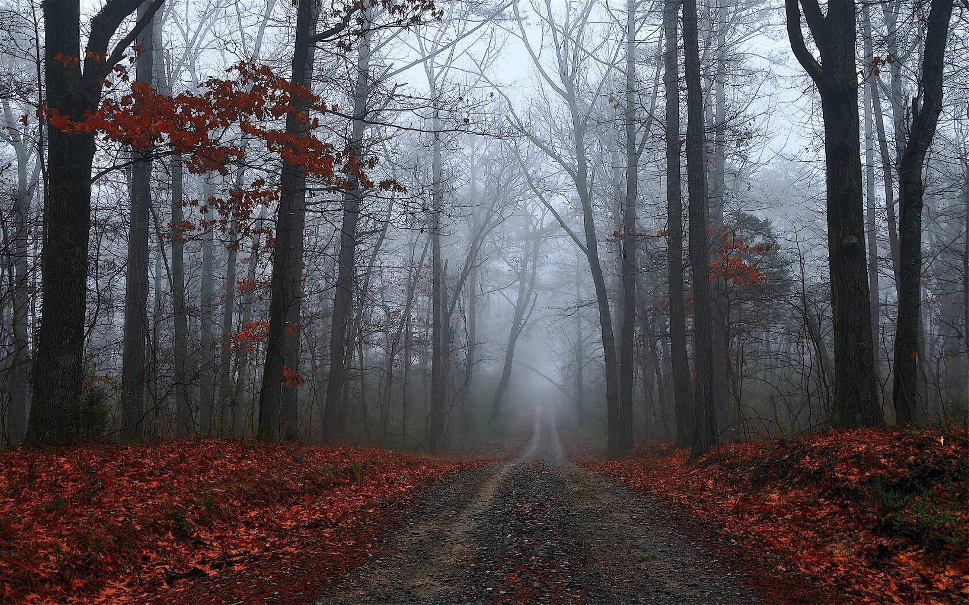 General 1920x1200 forest fall mist dirt road gloomy outdoors