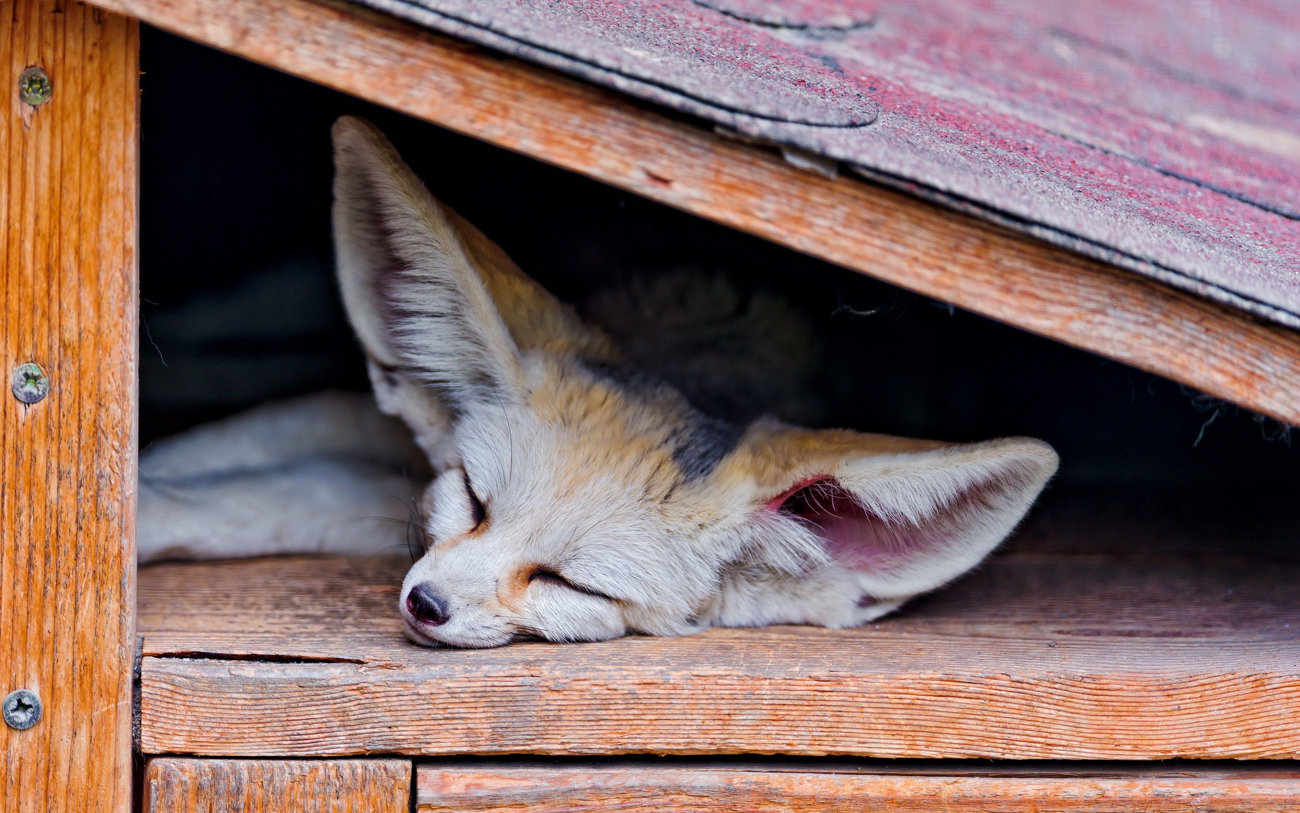 General 2560x1600 animals fox sleeping fennec mammals closeup closed eyes wood lying down lying on front