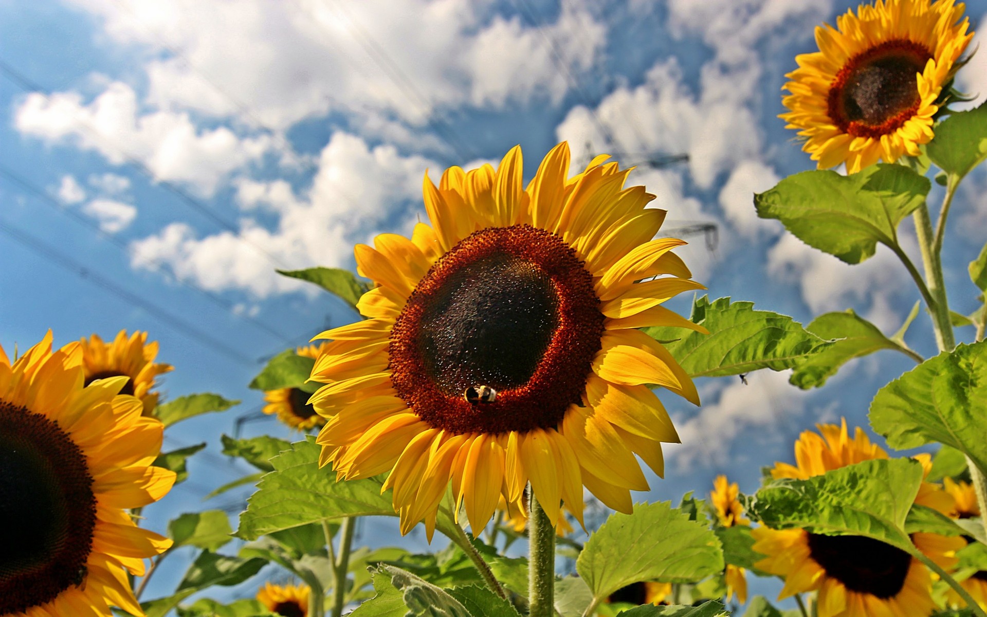 General 1920x1200 sunflowers nature clouds plants flowers yellow flowers closeup