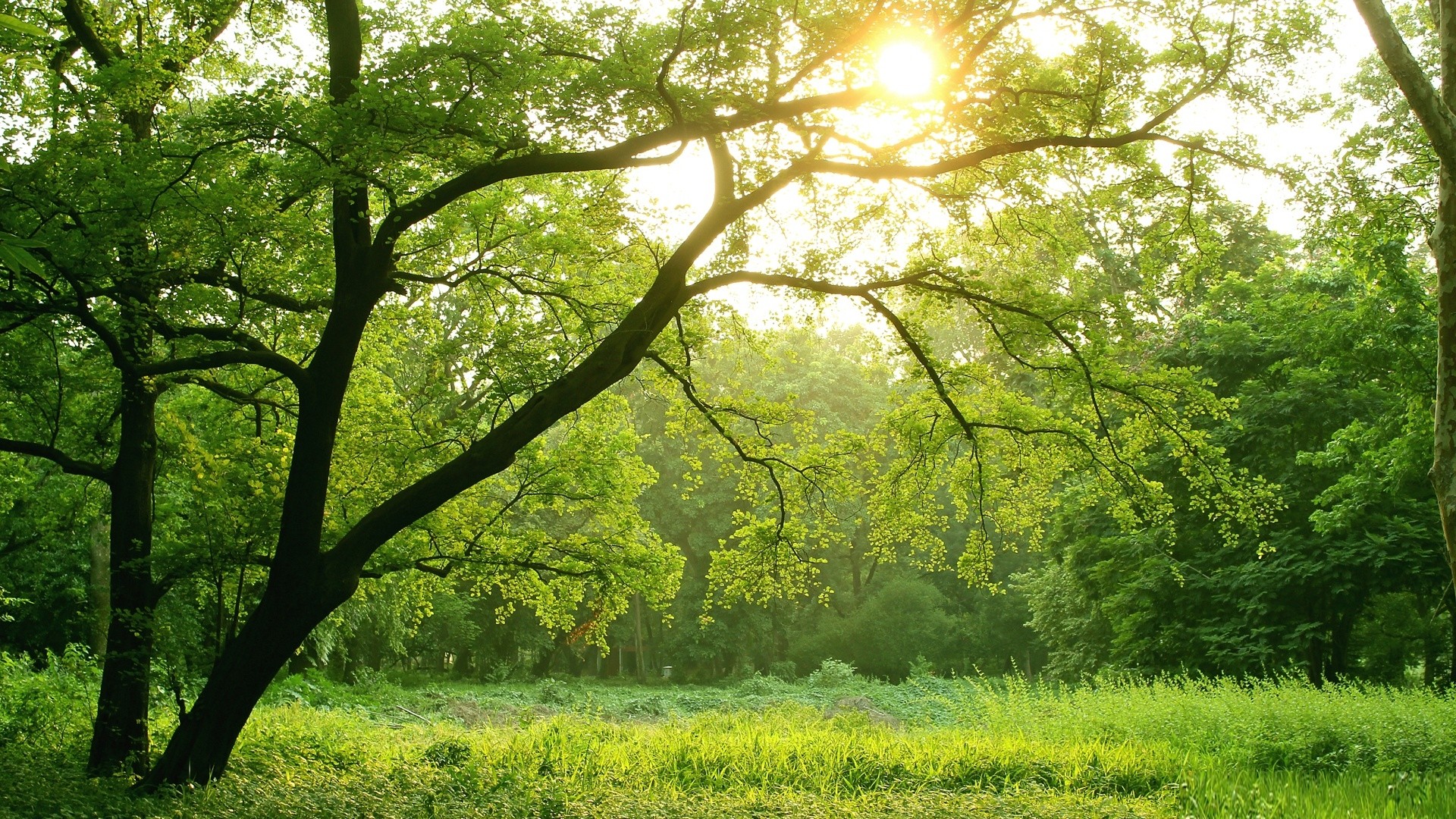 General 1920x1080 trees sunlight nature green forest forest clearing foliage branch grass summer